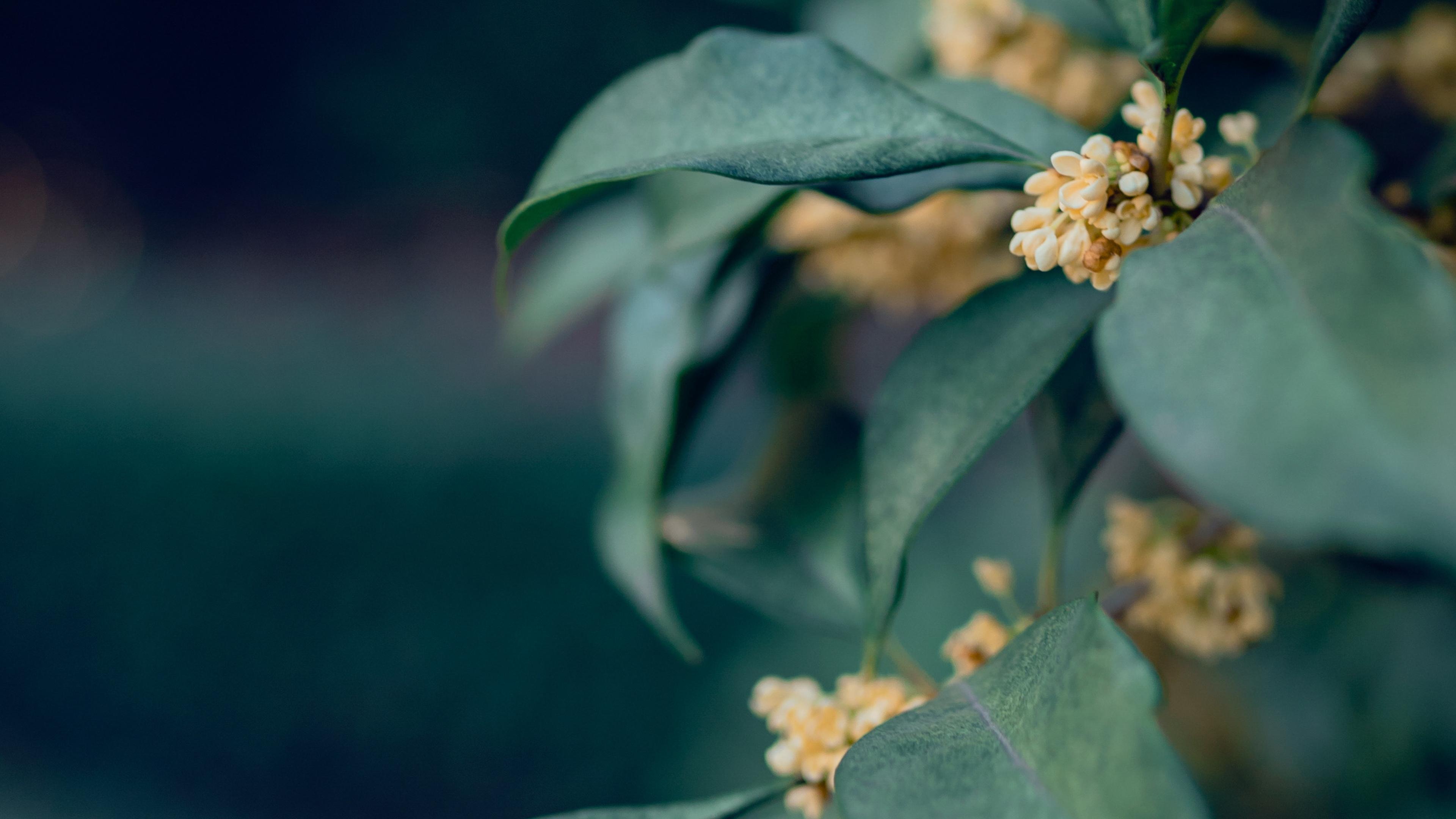 十月桂花图片电脑桌面壁纸