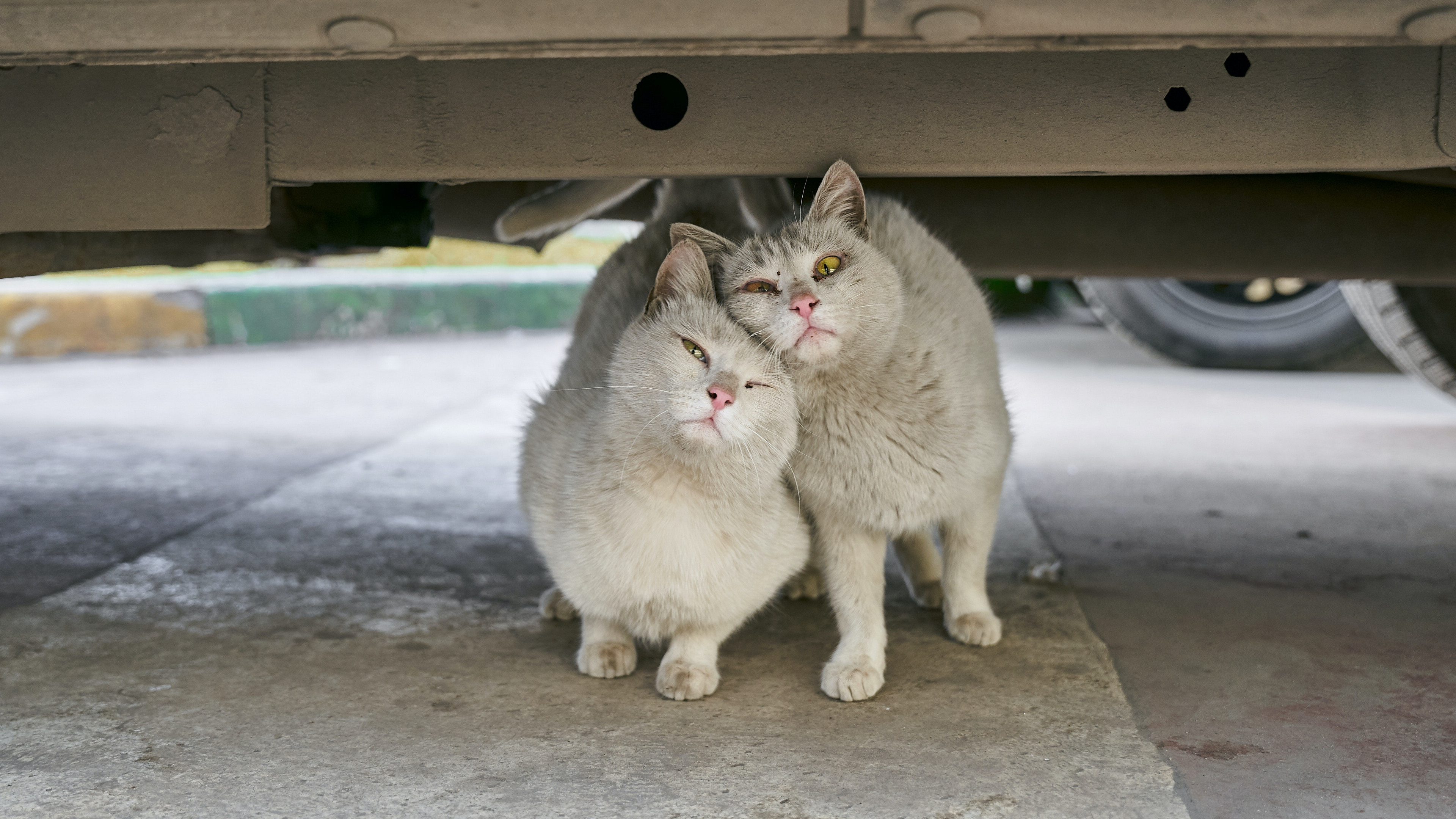 户外小野猫摄影图片桌面壁纸