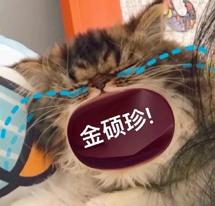 猫咪喊防弹少年团表情包