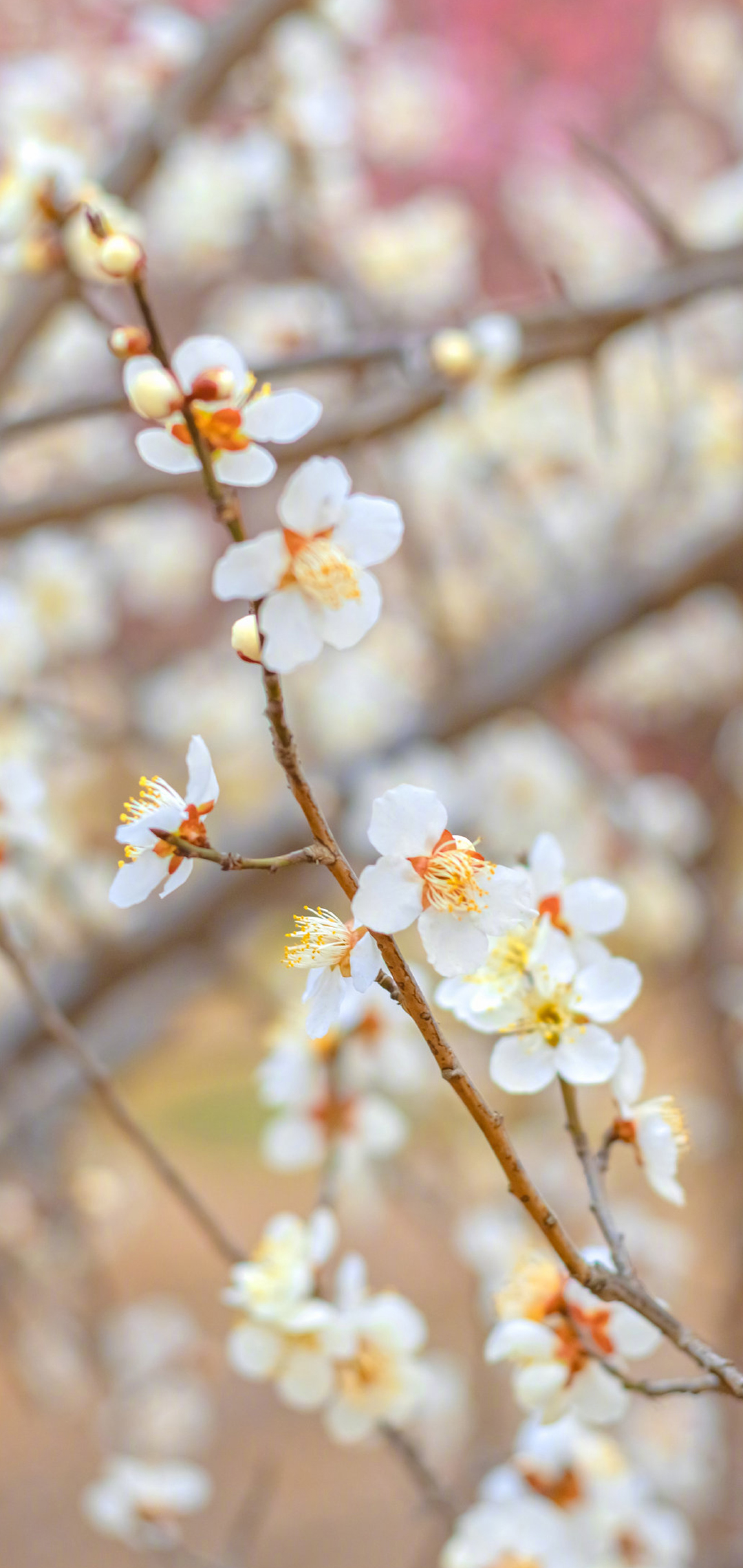 小清新春日花朵图片手机壁纸