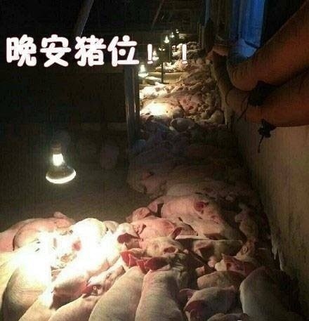 可爱猪相关表情包汇总