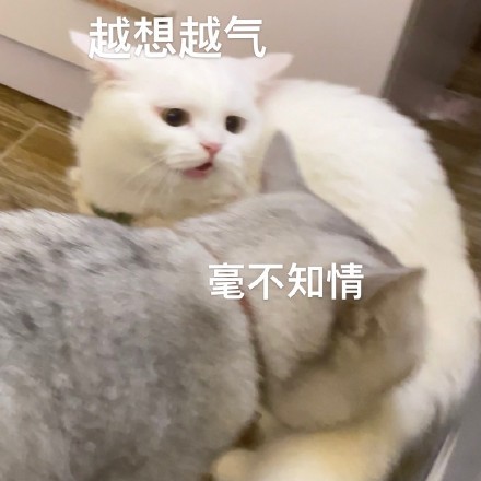 猫咪奶盖暴躁版表情包