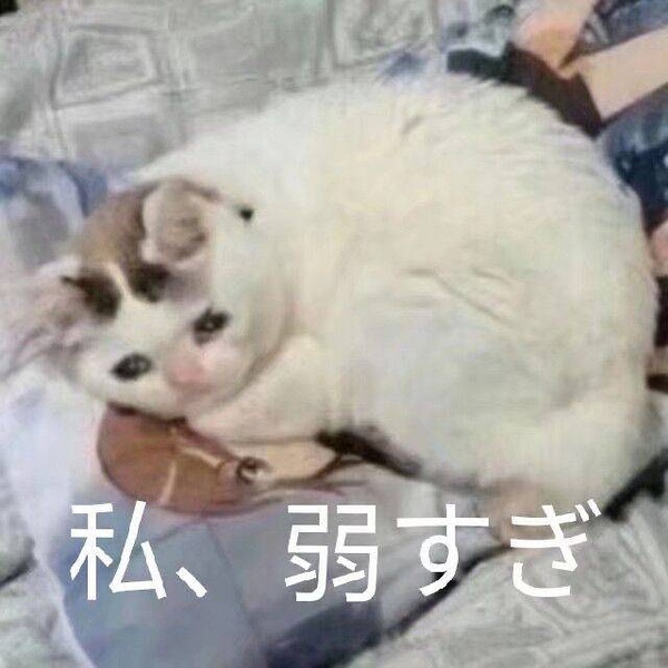 流泪猫猫头表情包汇总