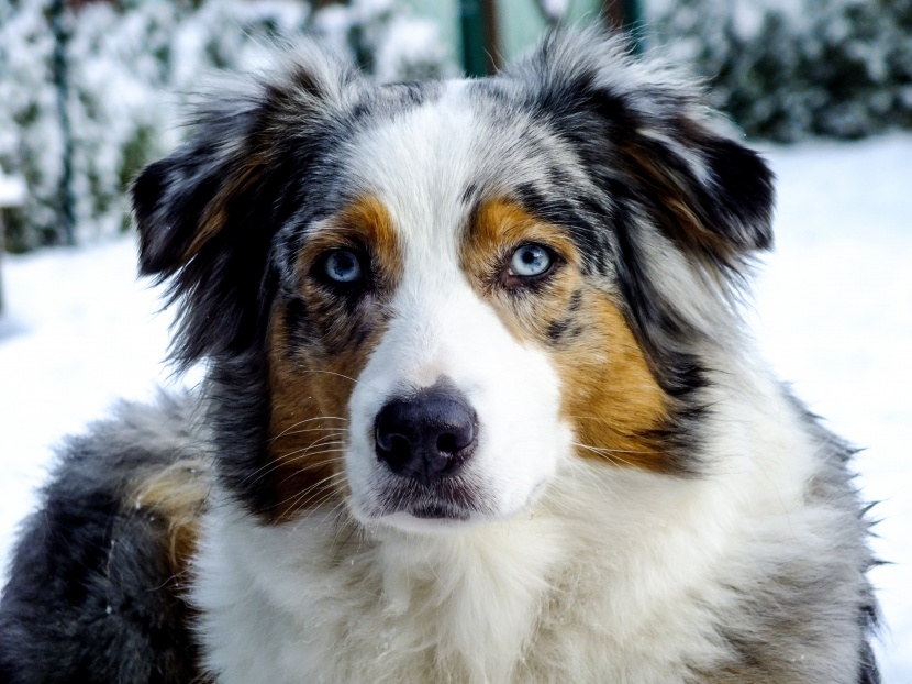 澳大利亚牧羊犬图片