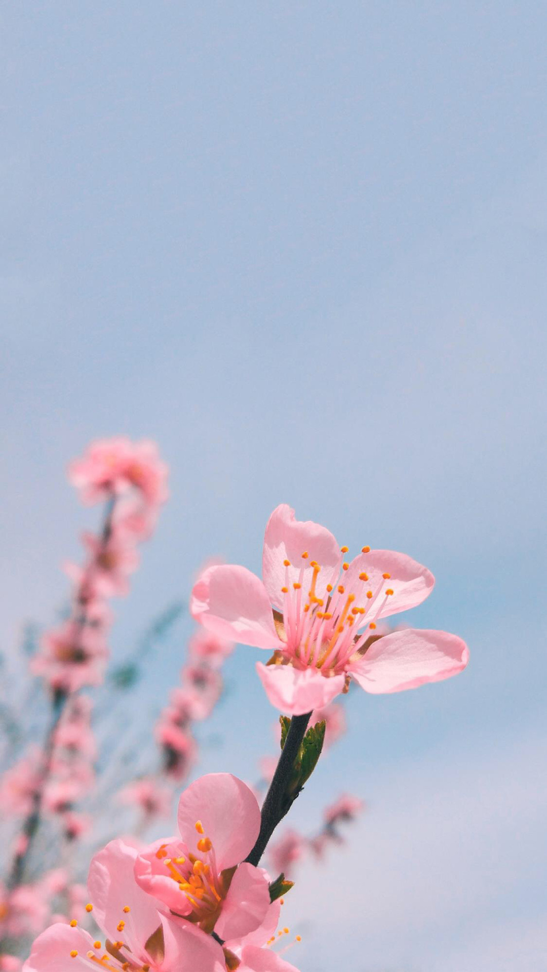 粉色桃花浅蓝天空手机壁纸