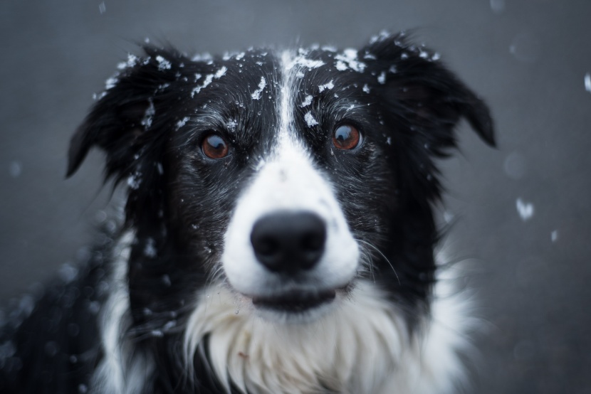 边境牧羊犬图片