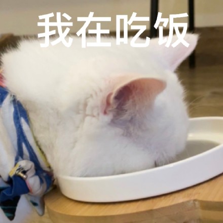 猫咪奶盖系列表情包