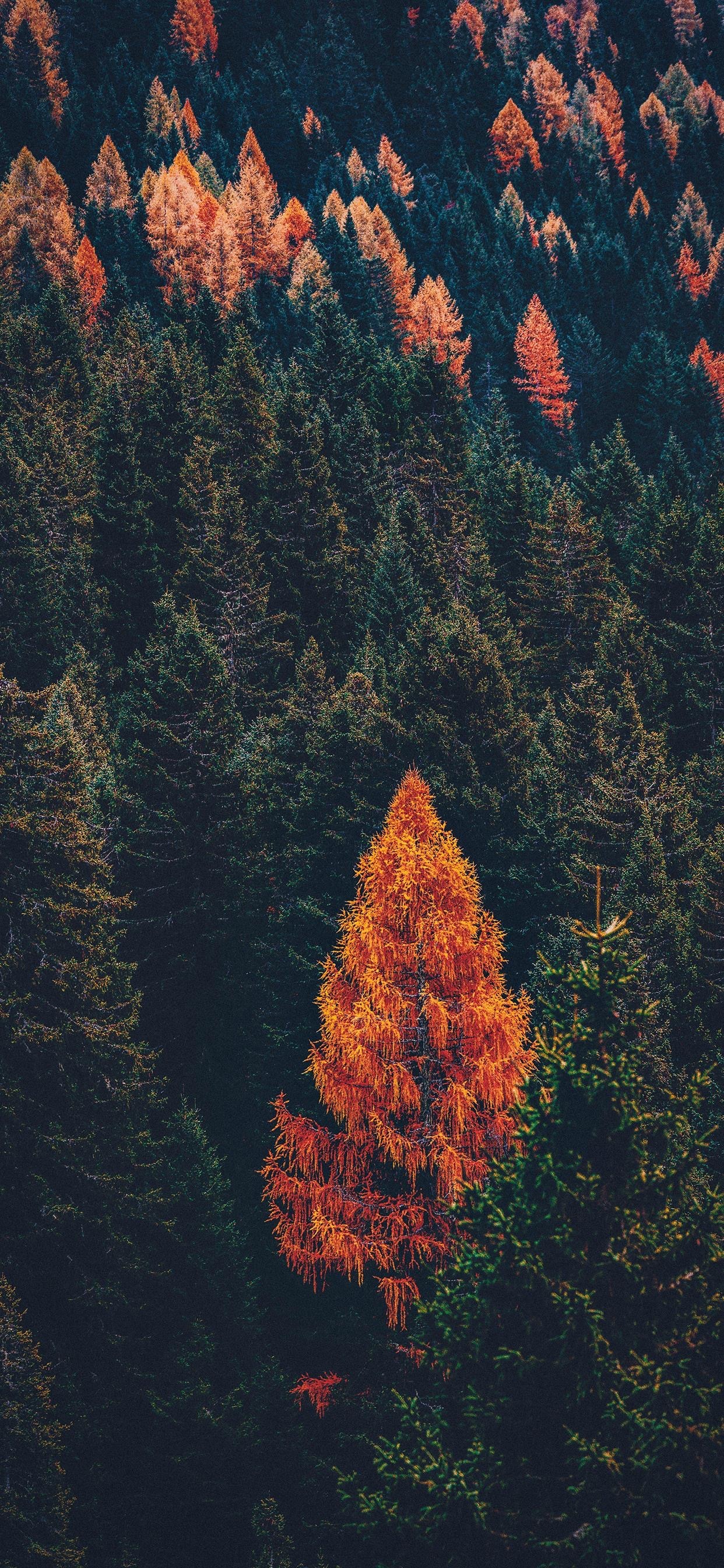 大自然森林风景手机壁纸