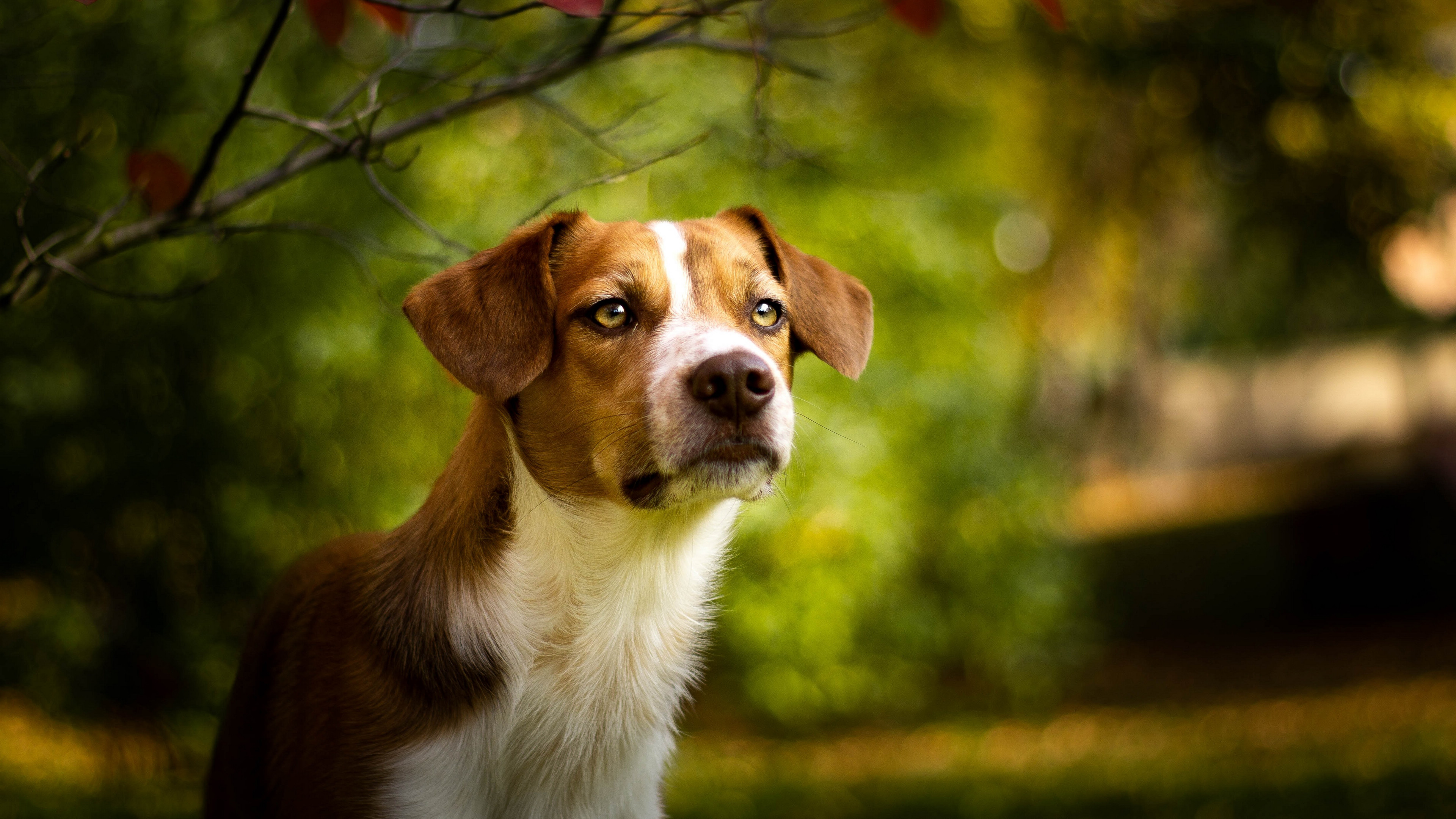 奔跑的米格鲁猎兔犬图片壁纸