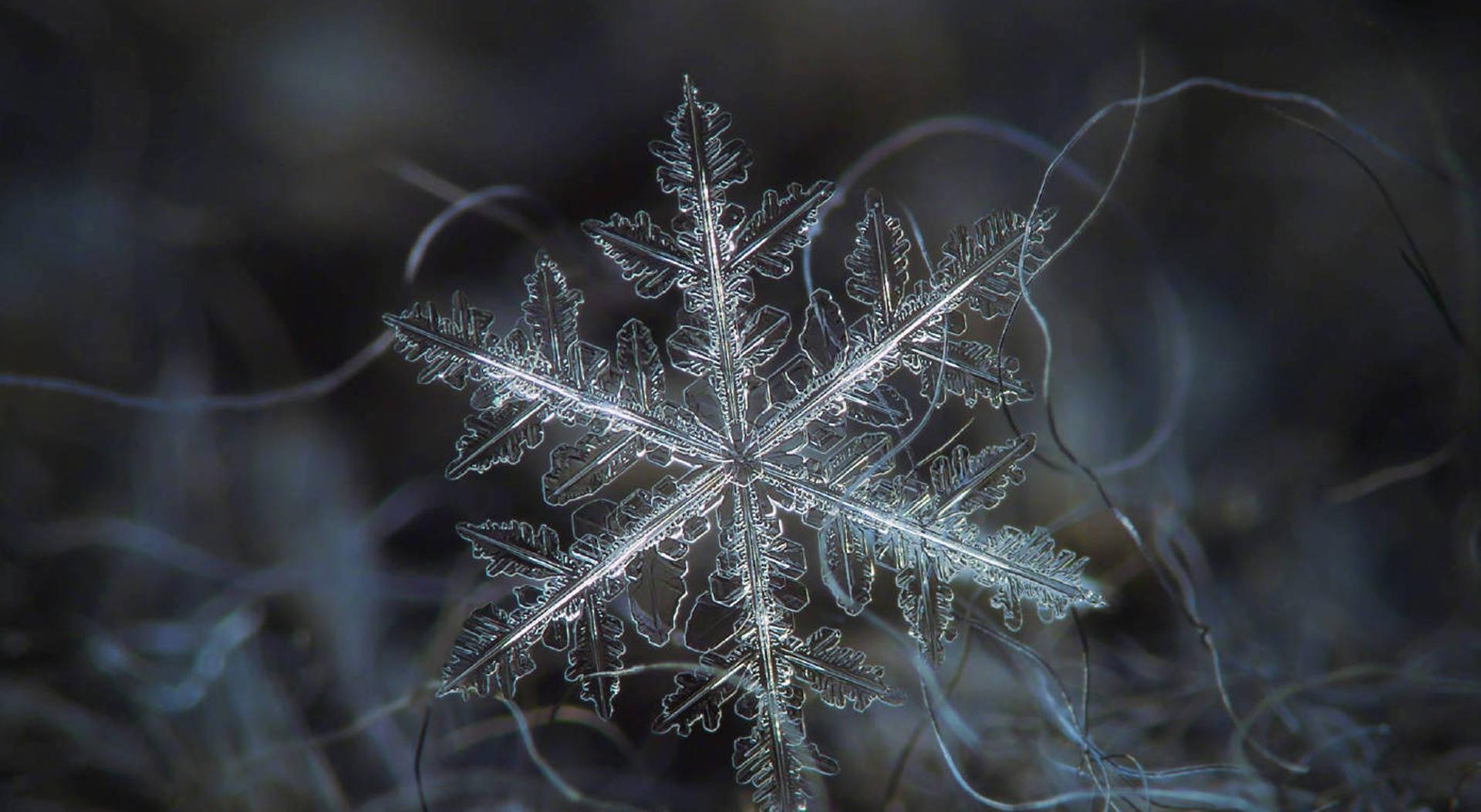 冬天的雪花图片桌面壁纸