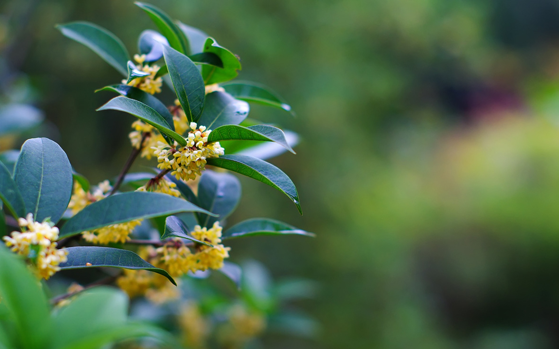 中秋节桂花图片桌面壁纸