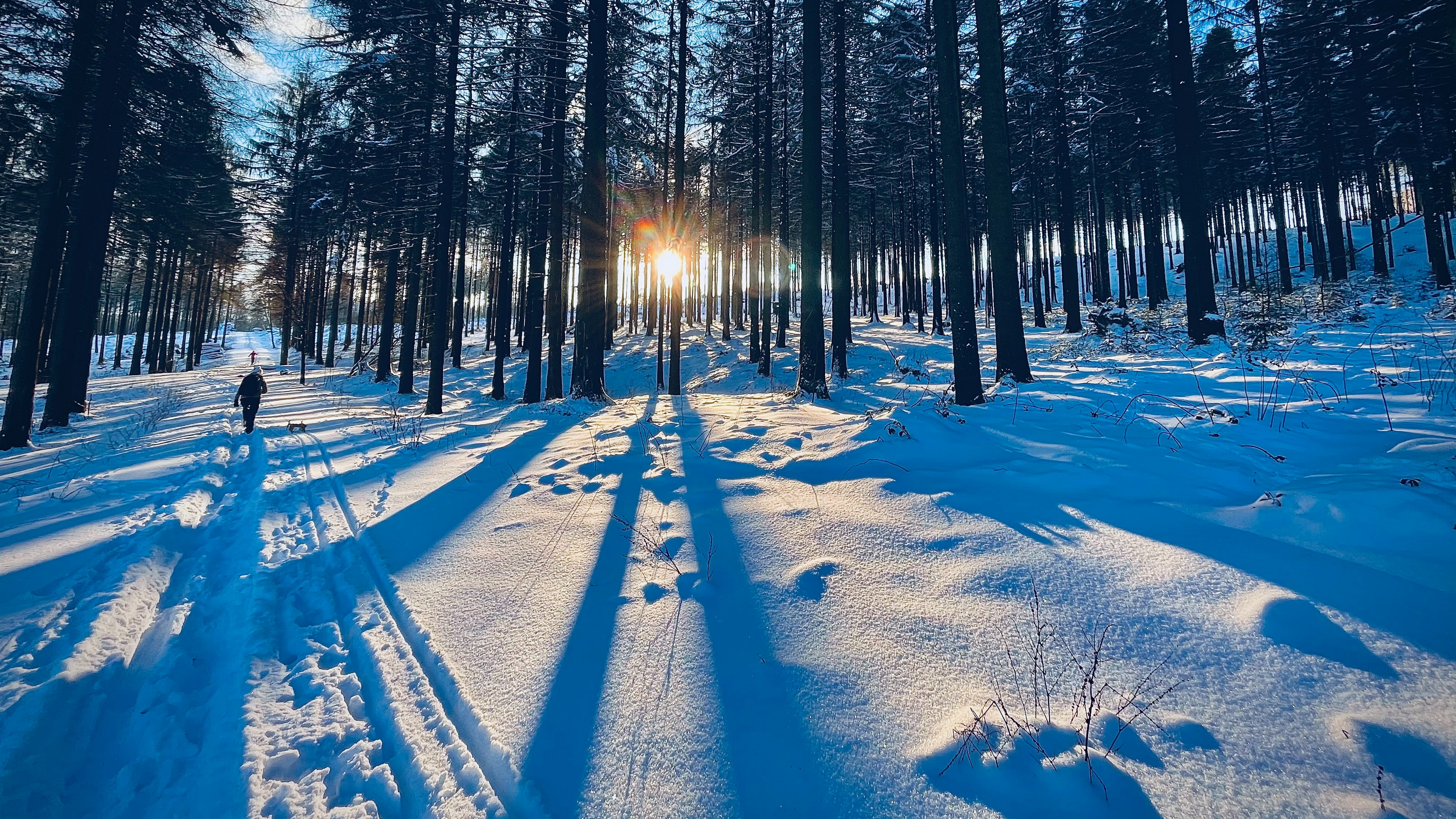 冬季森林雪景唯美图片桌面壁纸