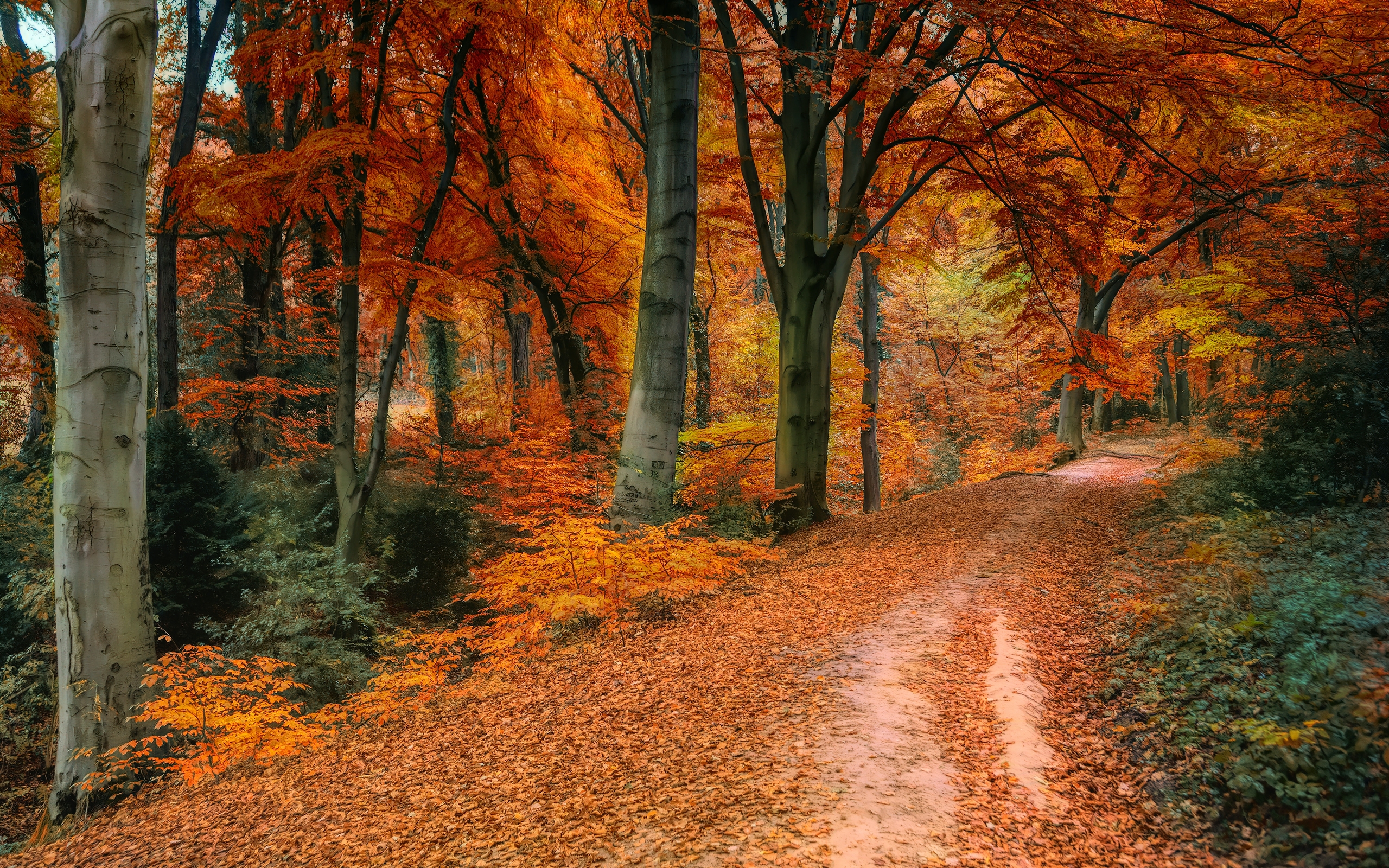 秋天的森林风景图片桌面壁纸