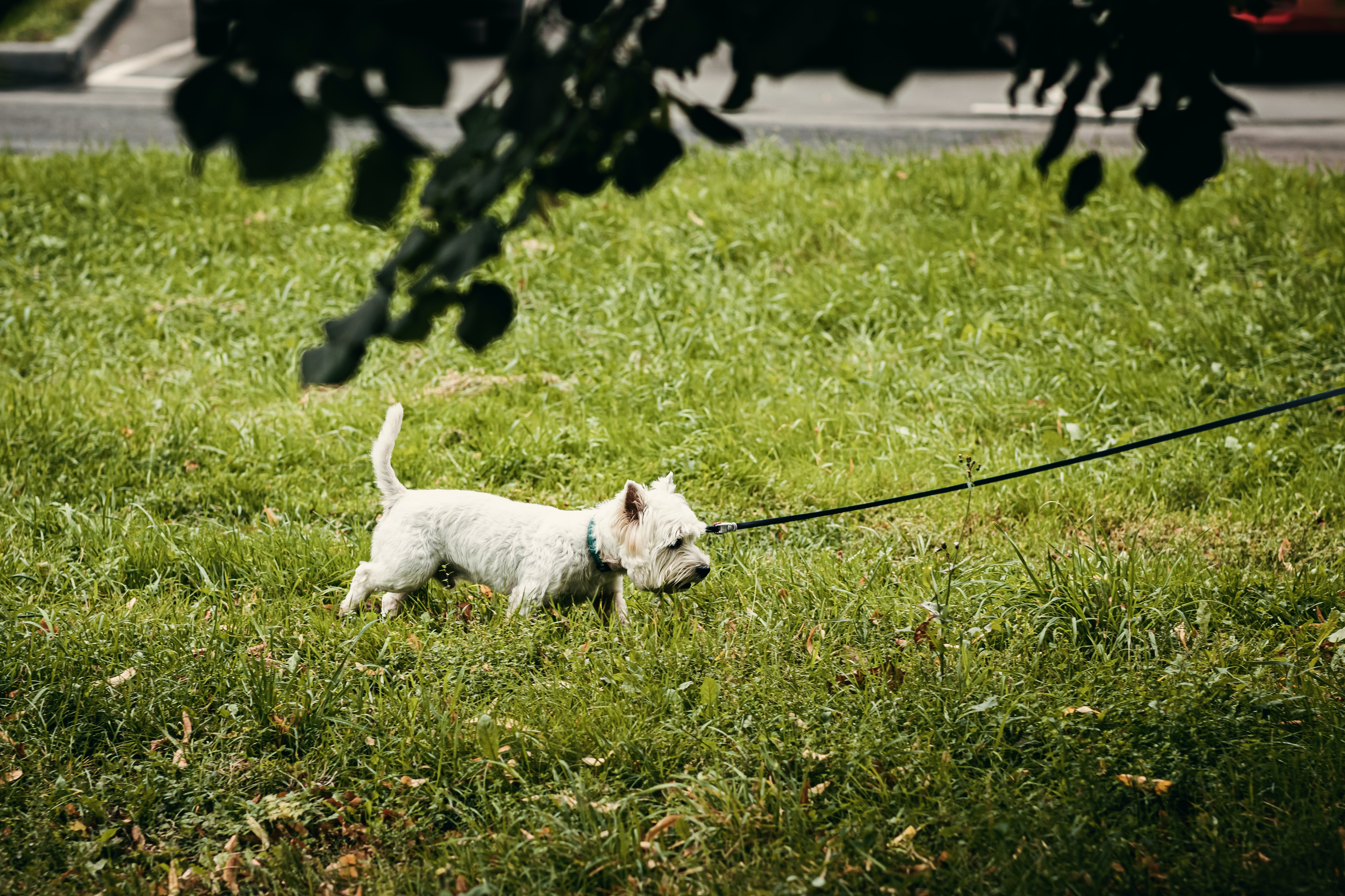 约克夏梗犬图片桌面壁纸