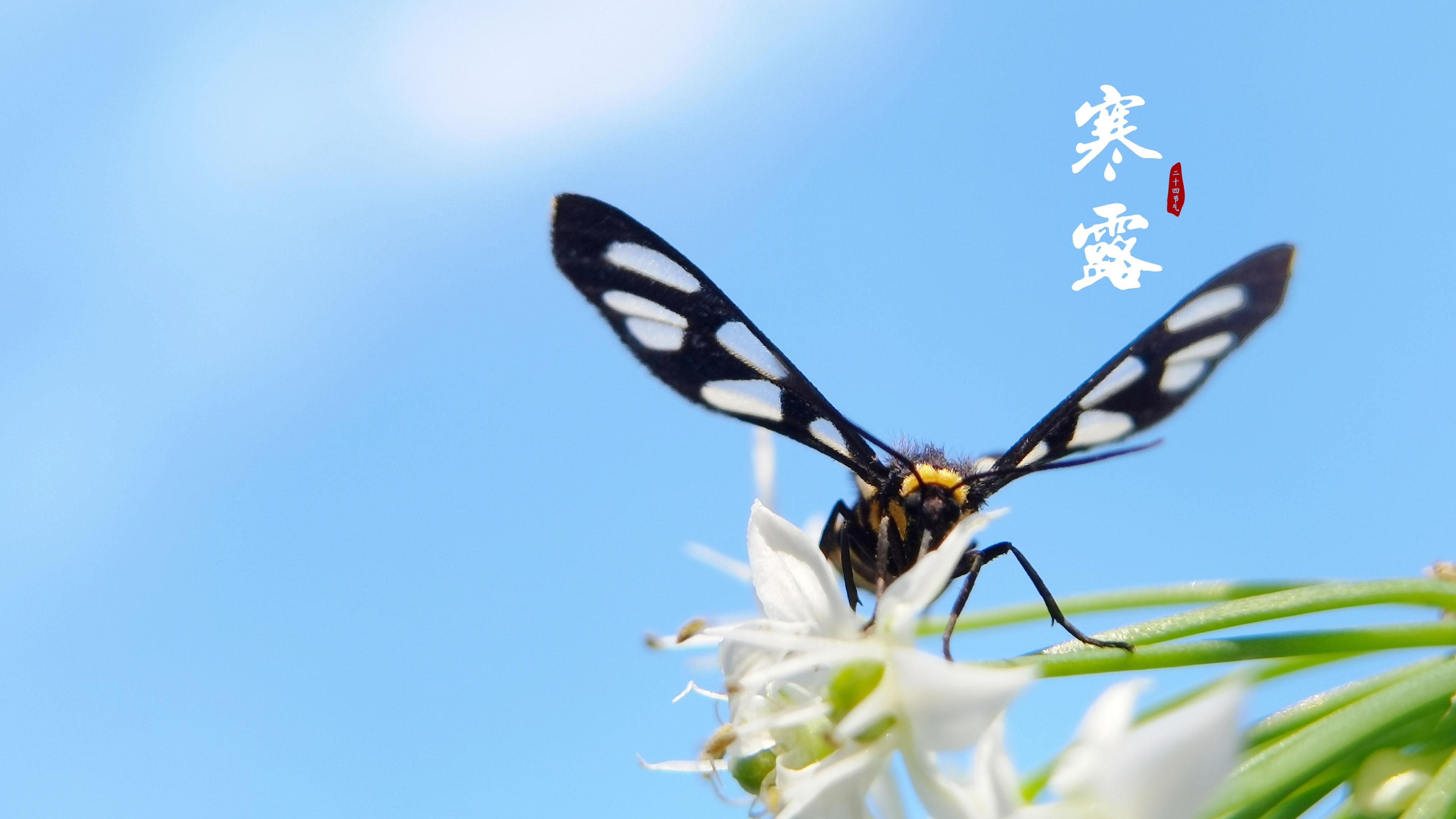 24节气寒露唯美图片桌面壁纸