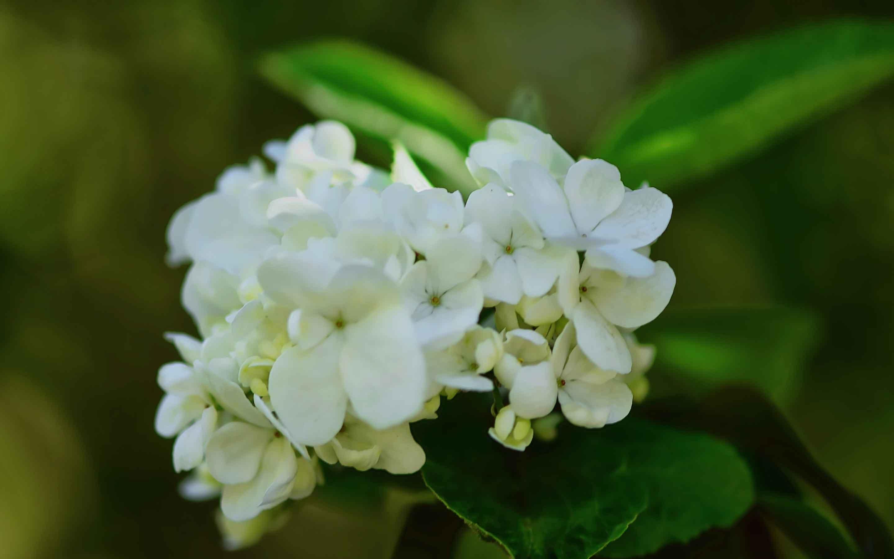 洁白如玉琼花微距摄影图片桌面壁纸