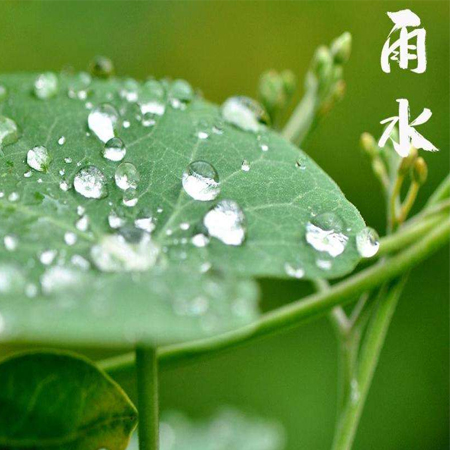 雨水节气唯美图片高清