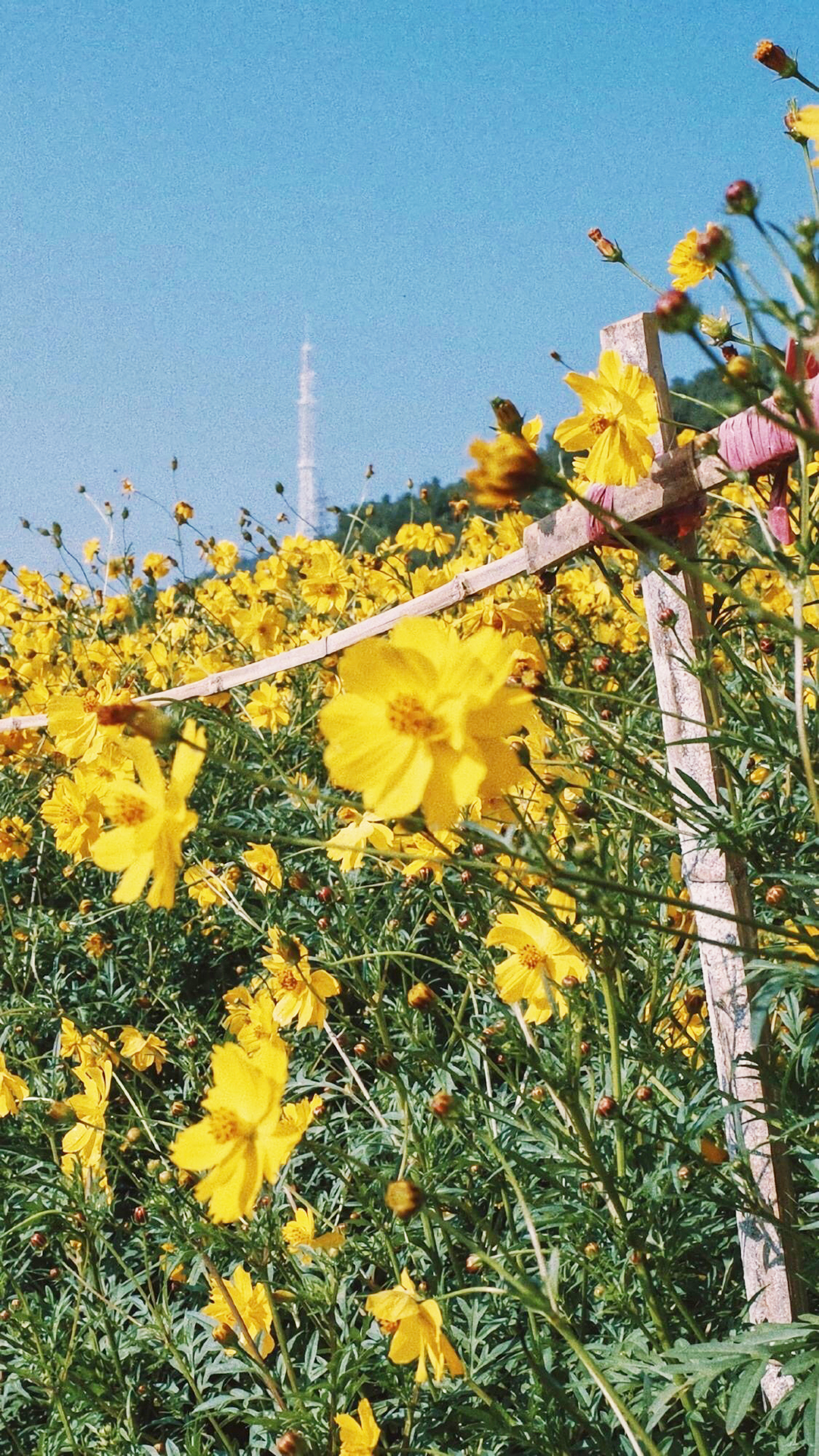 黄色的花朵唯美手机壁纸