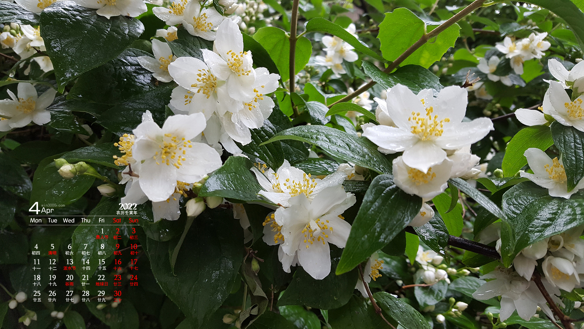 2022年4月茉莉花桌面日历壁纸