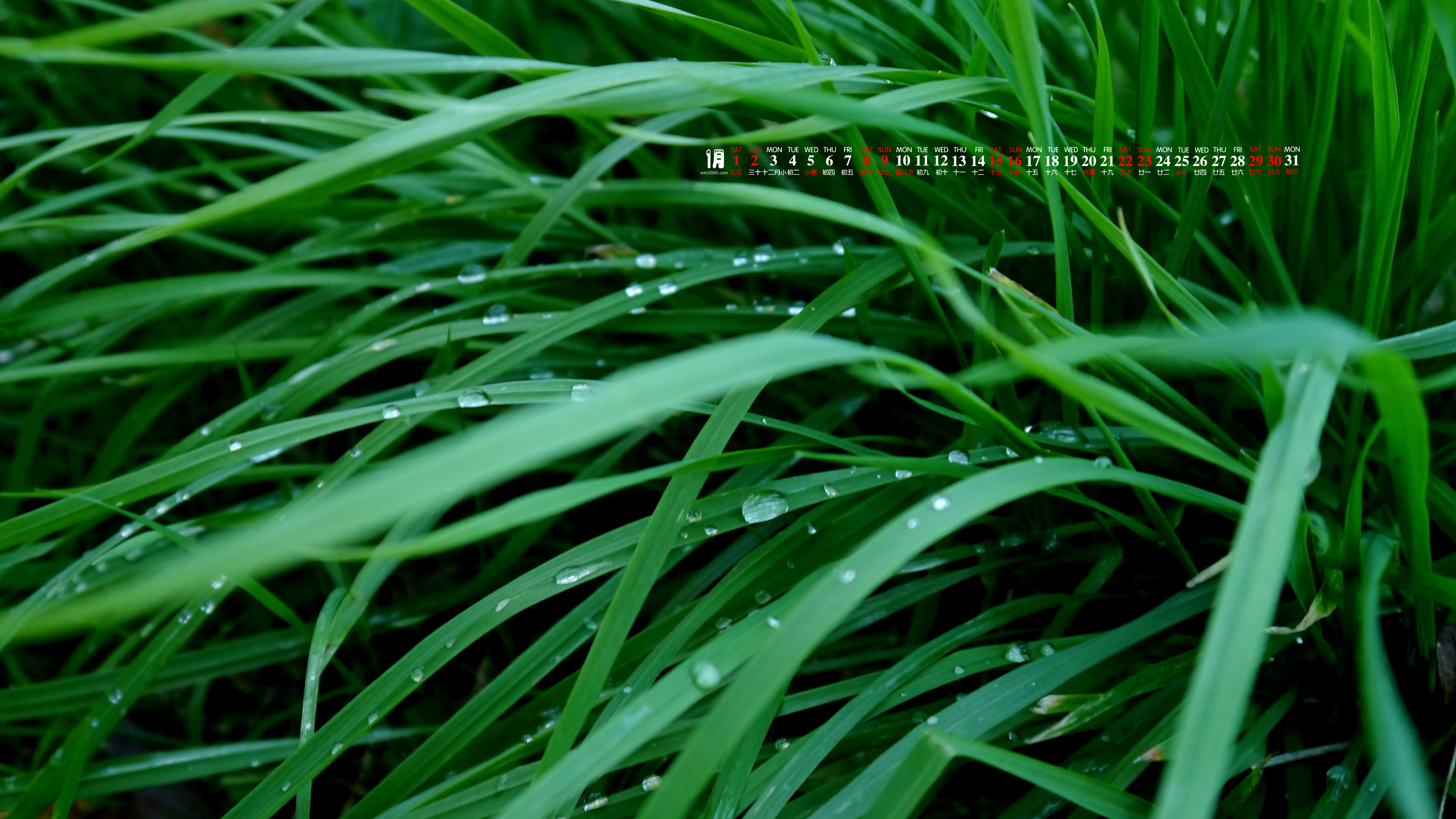 2022年1月护眼绿叶雨滴日历壁纸