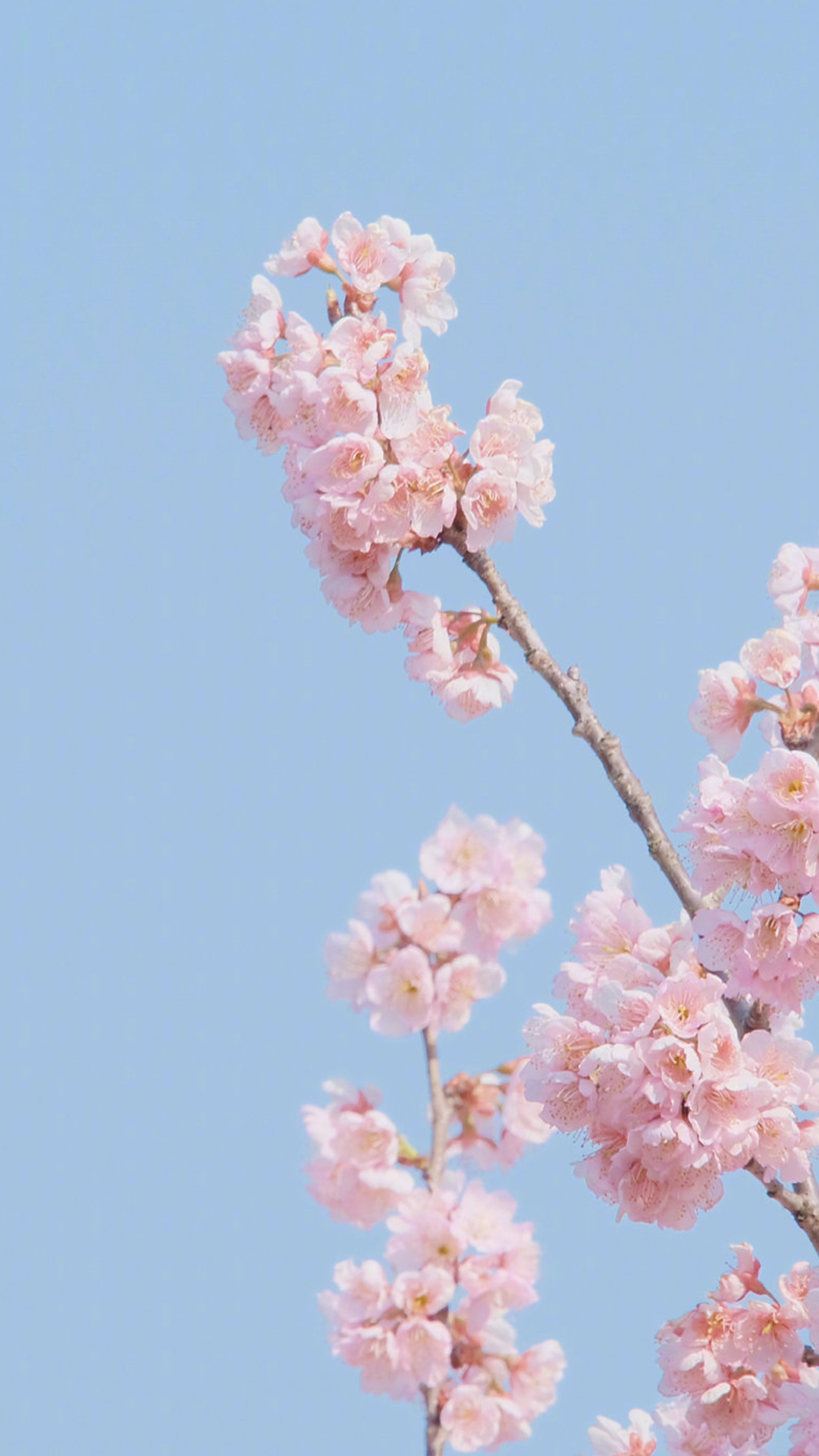 唯美春日樱花手机壁纸