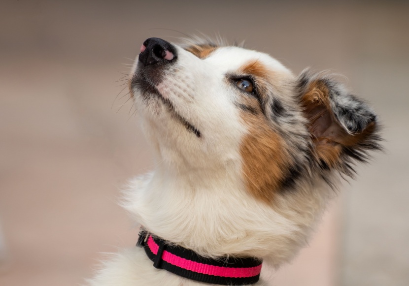 澳大利亚牧羊犬图片