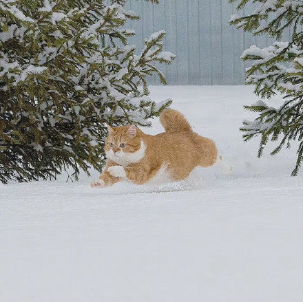 橘猫可爱头像