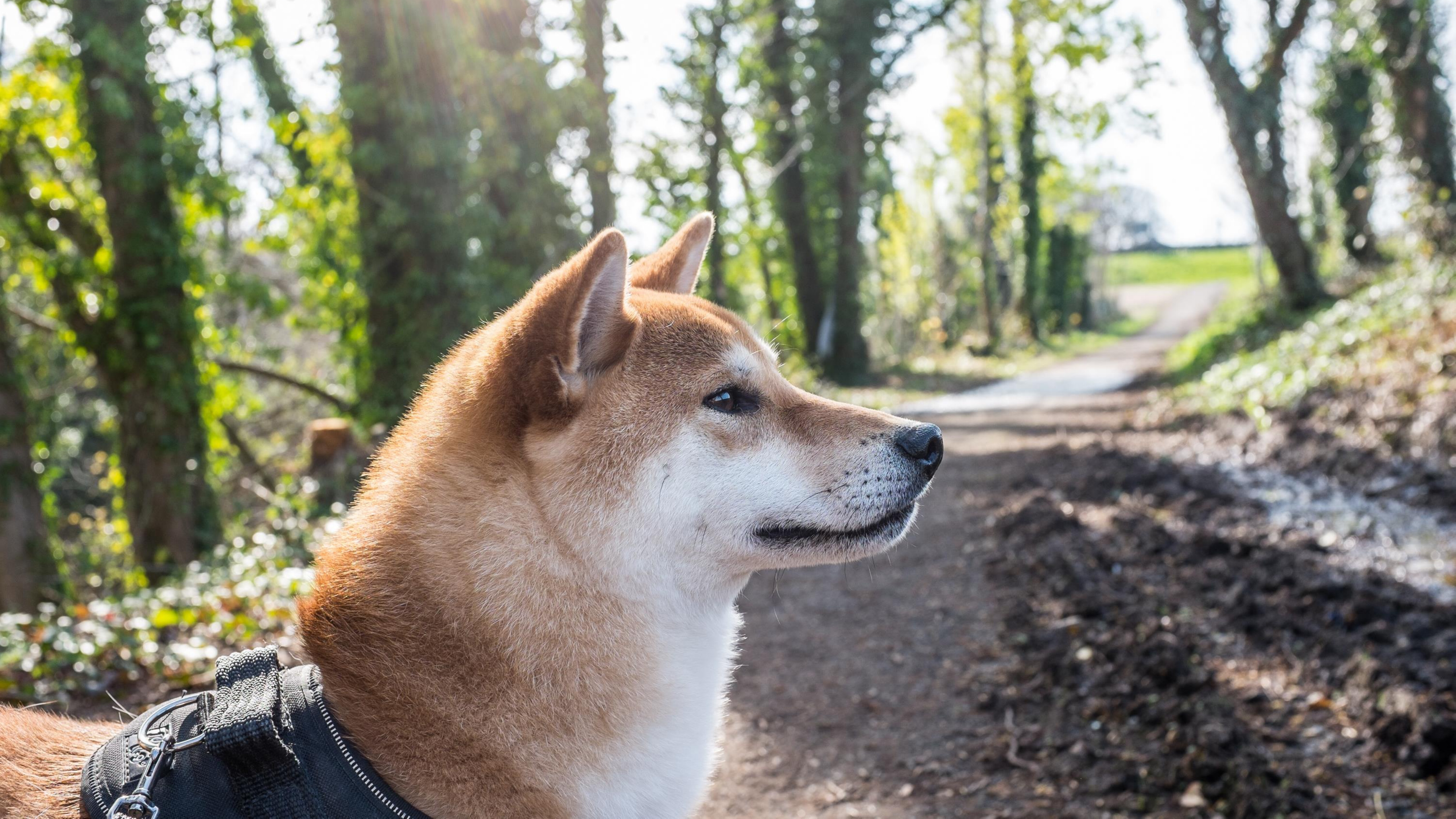 日本秋田犬图片桌面壁纸