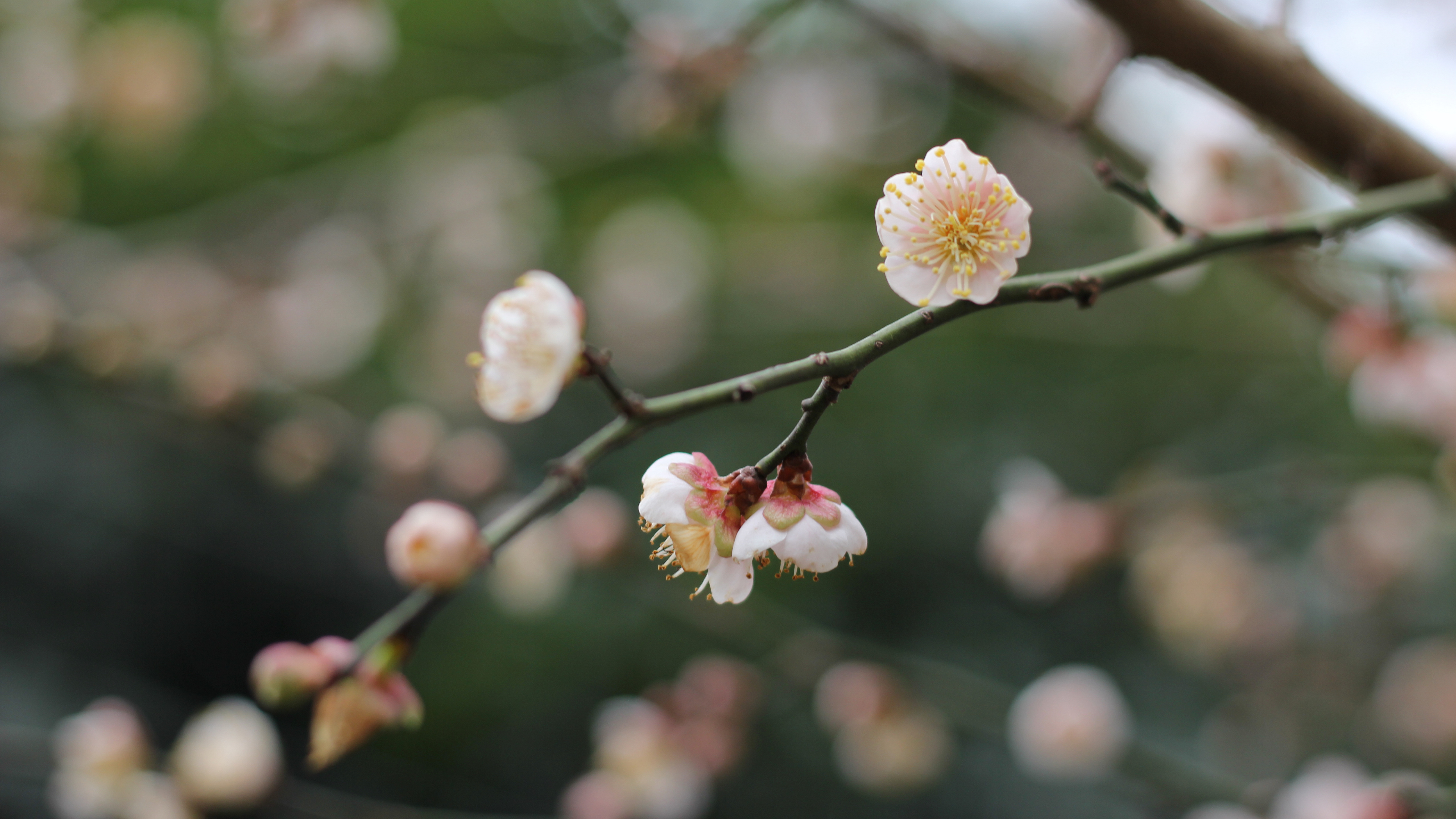 腊梅花花苞图片桌面壁纸