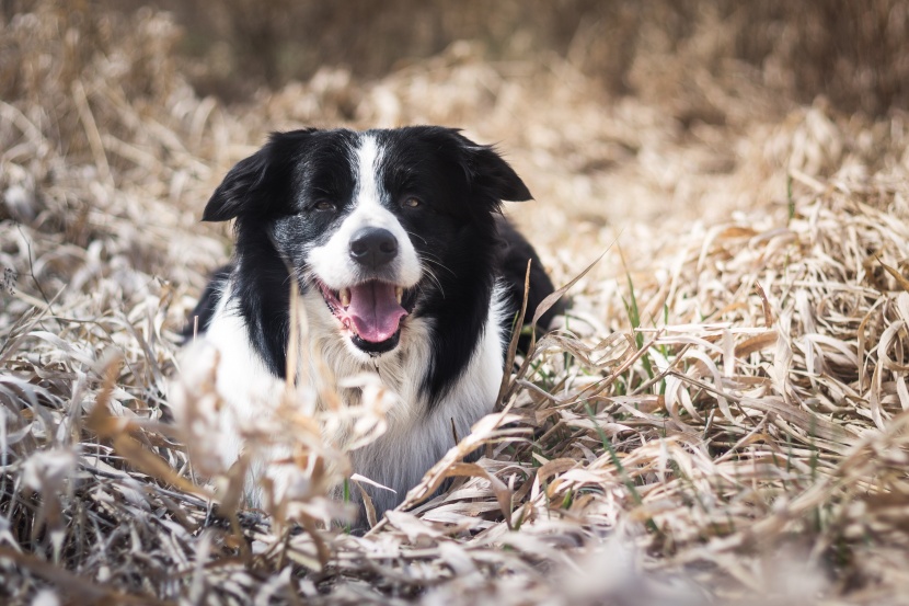 边境牧羊犬图片