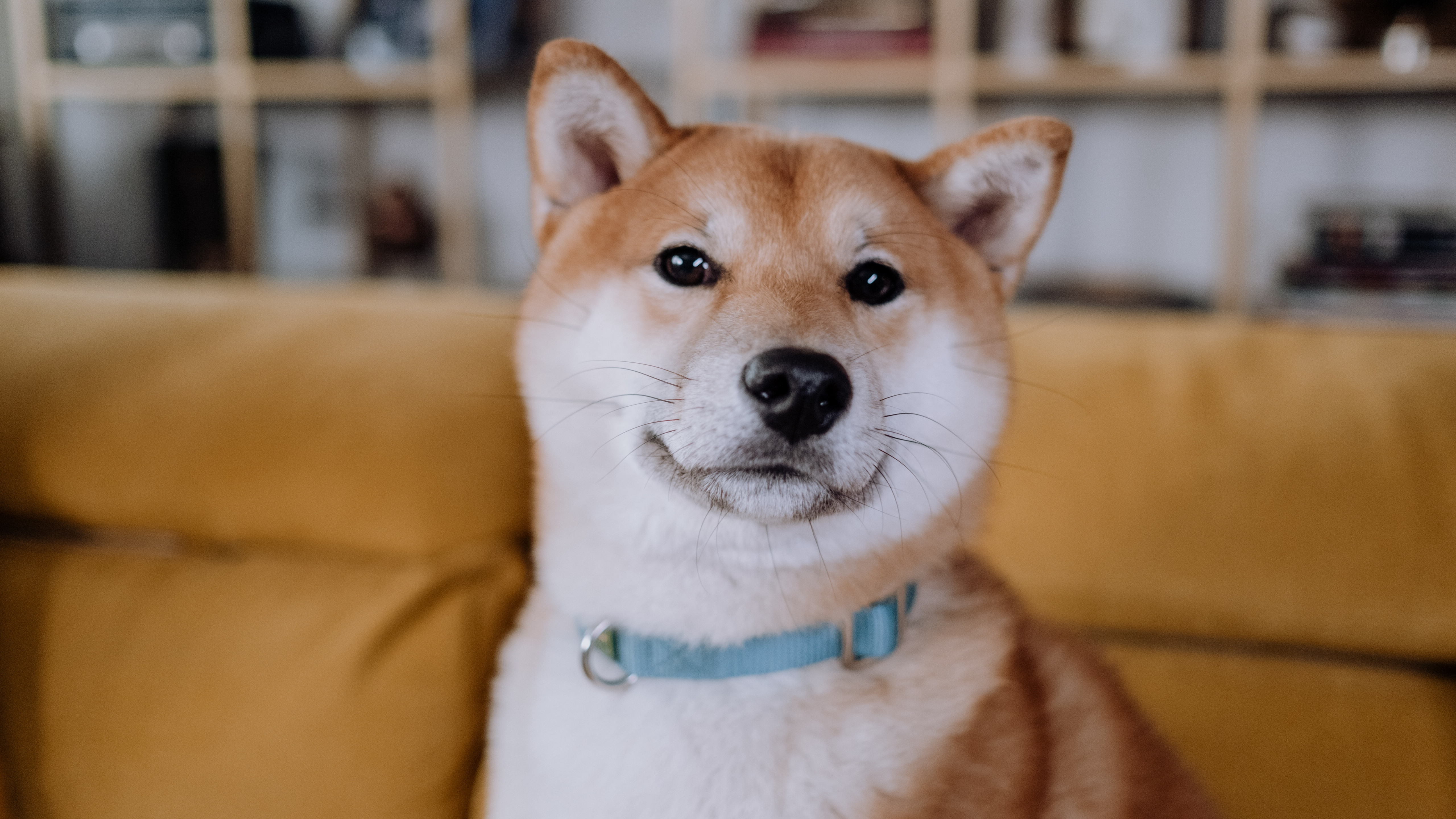 日本秋田犬图片桌面壁纸