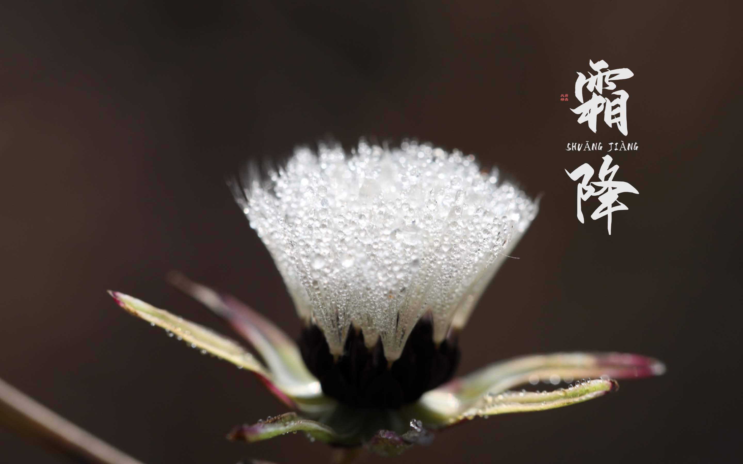 节气霜降清新绿植美景图片壁纸