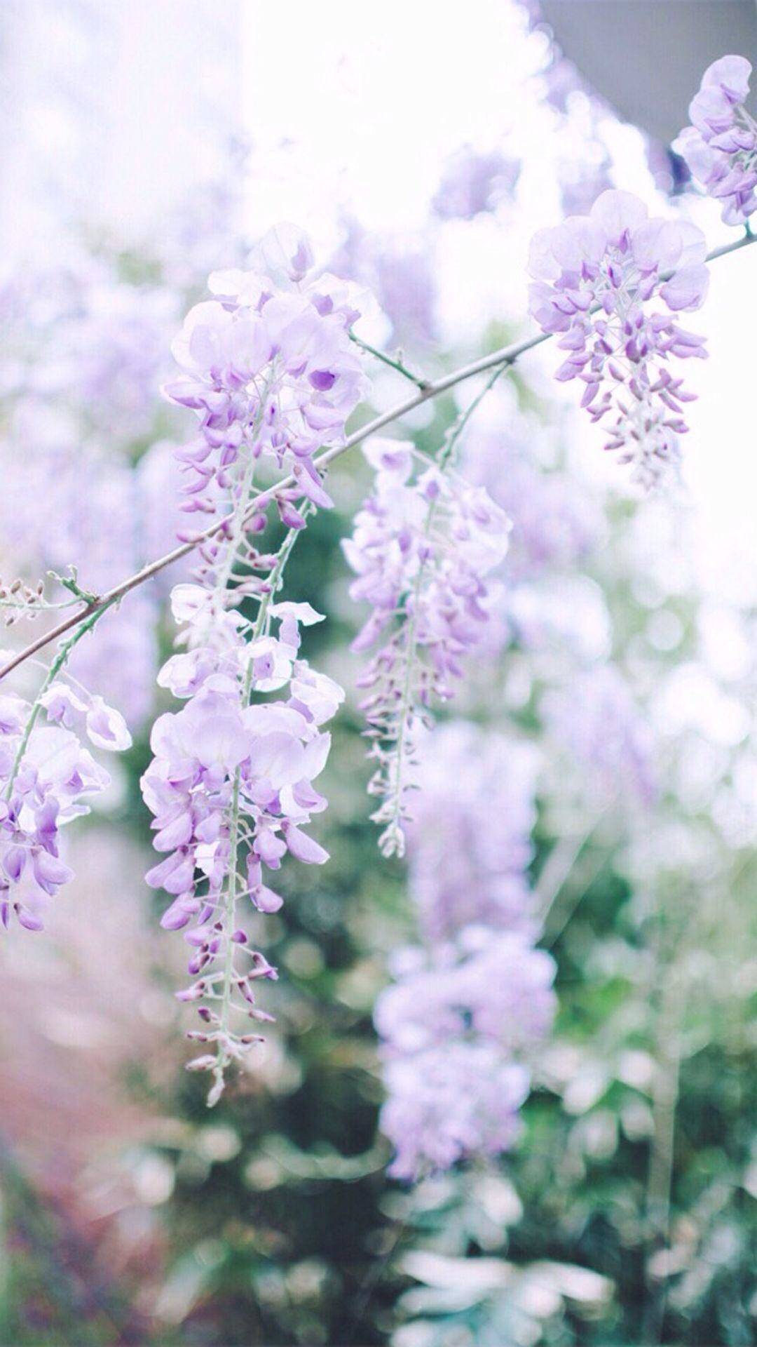 紫藤花清新风高清壁纸