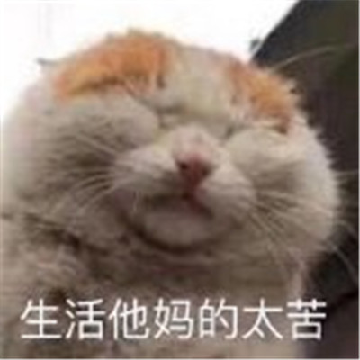 萌宠猫咪难过表情包