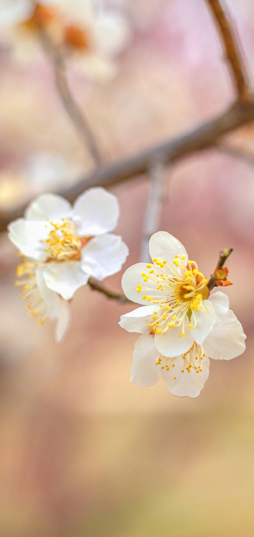 小清新春日花朵图片手机壁纸