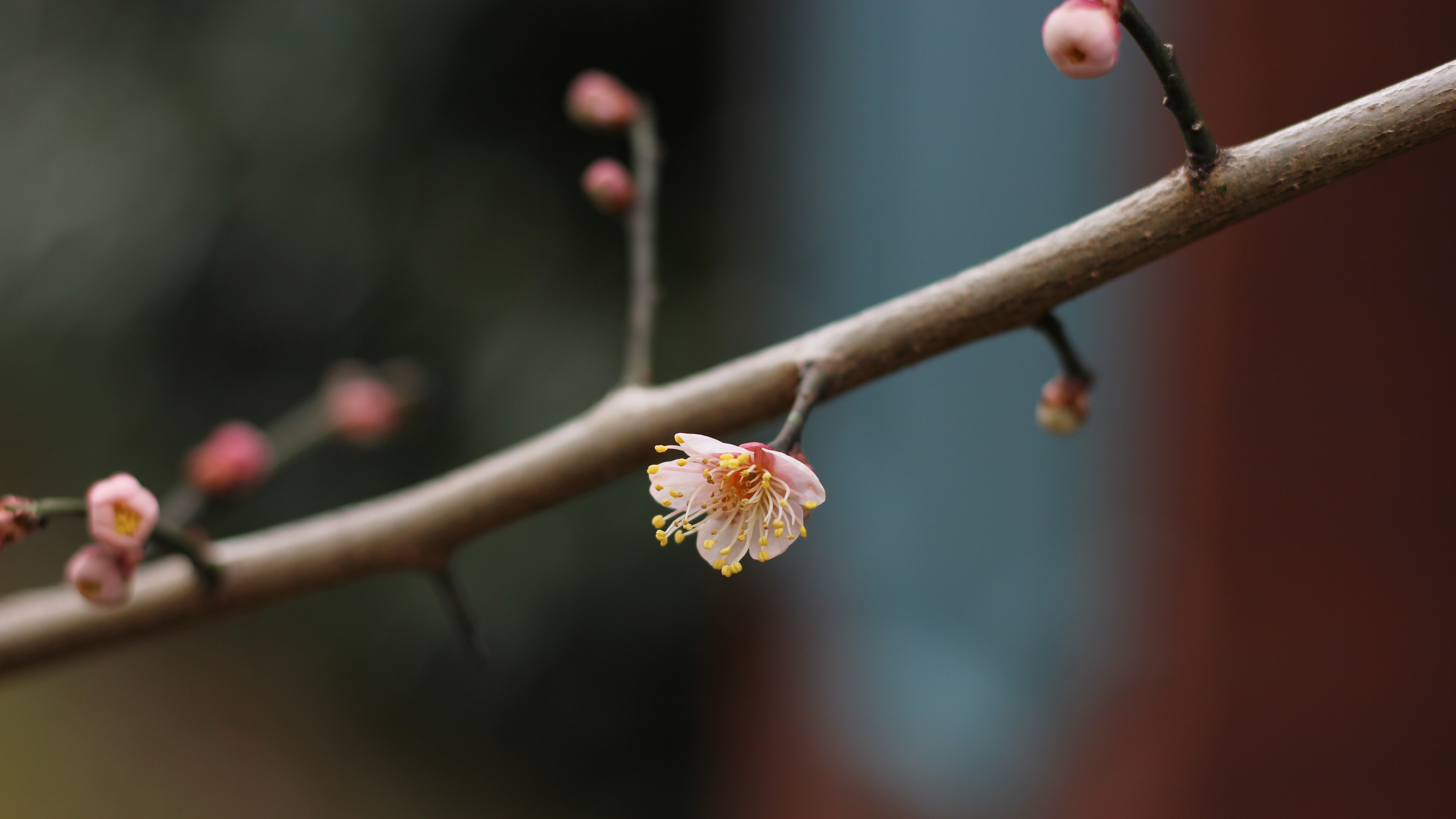 腊梅花花苞图片桌面壁纸