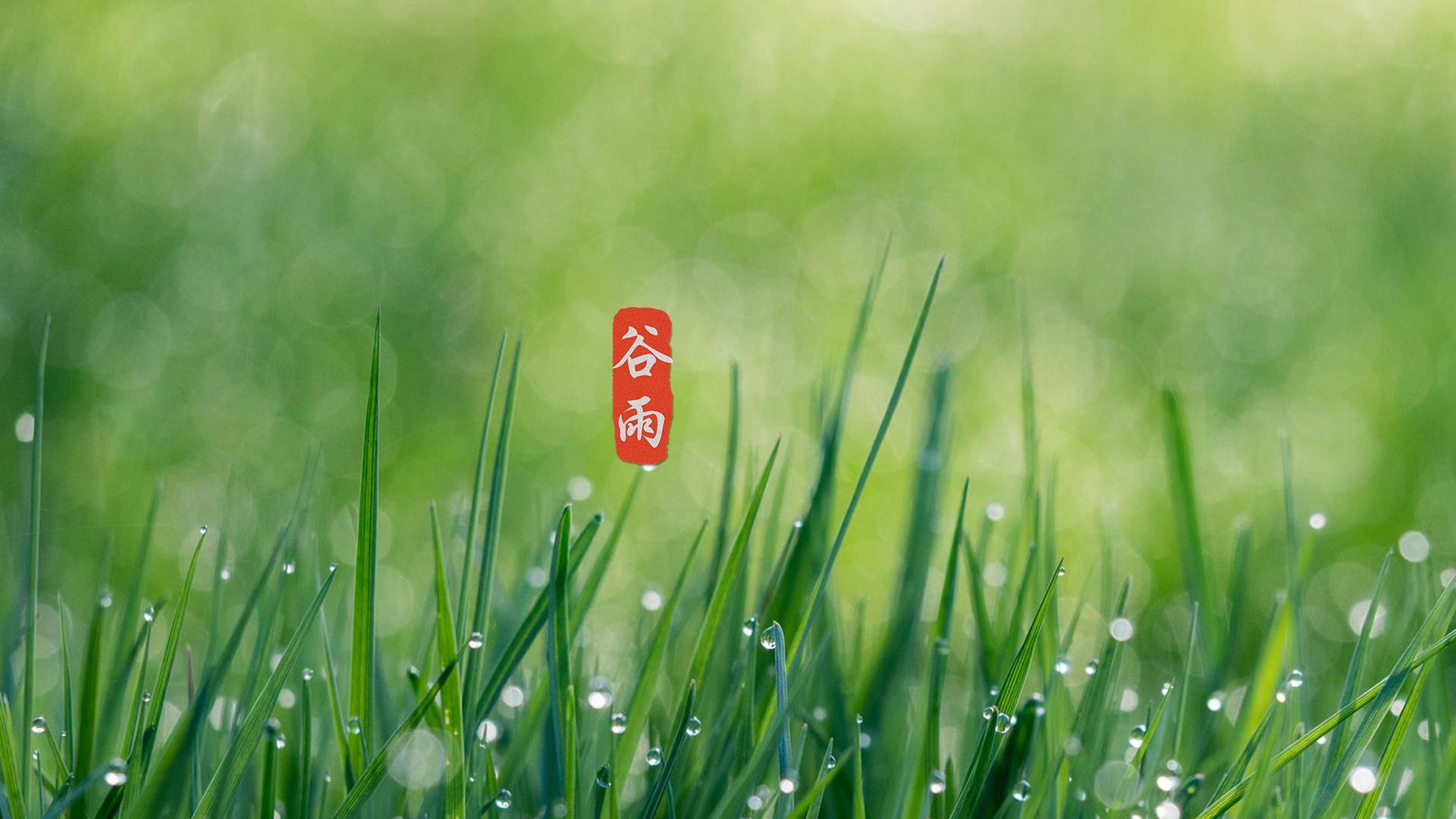 小清新24节气谷雨图片桌面壁纸