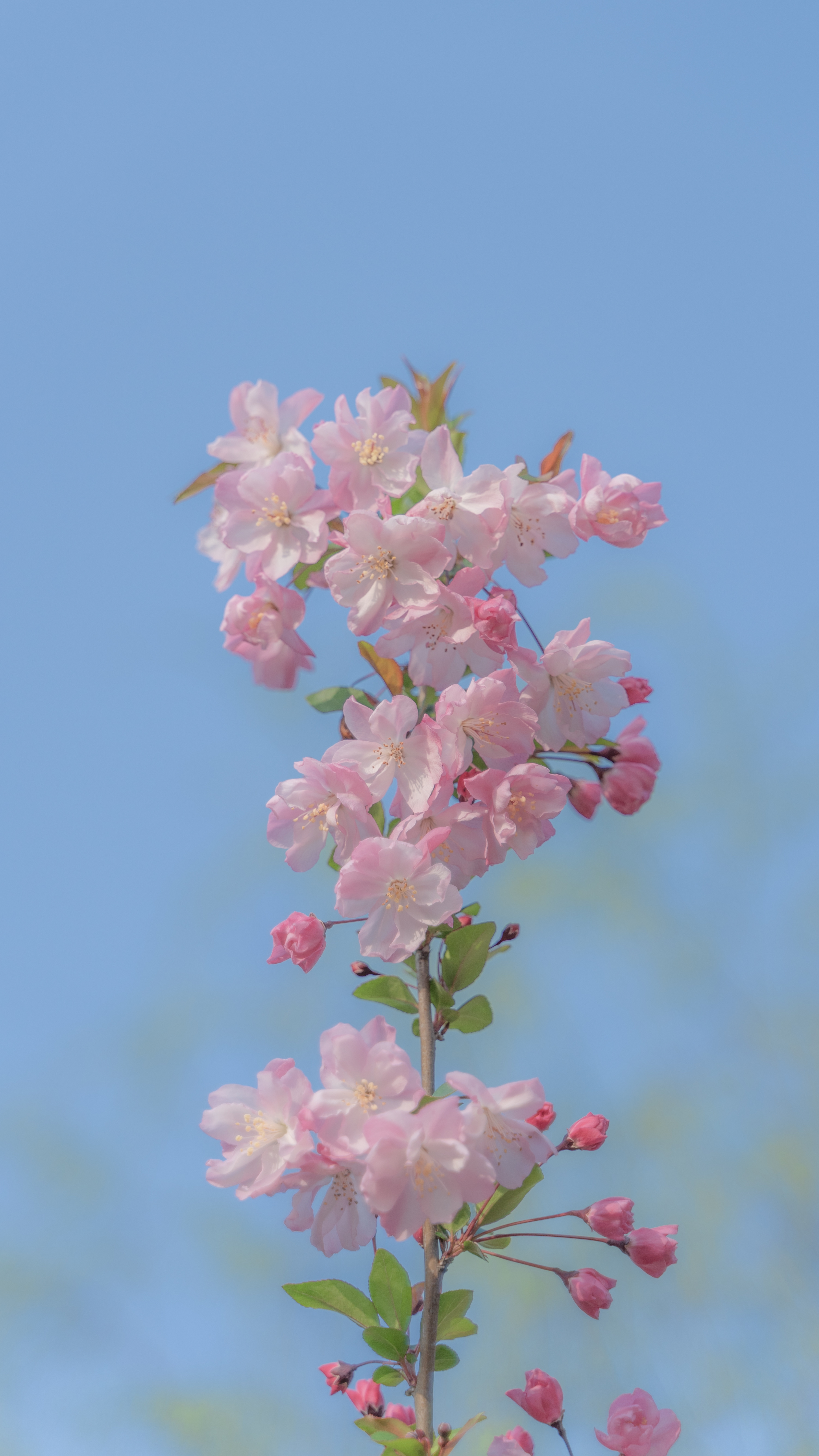 海棠花清新高清手机壁纸