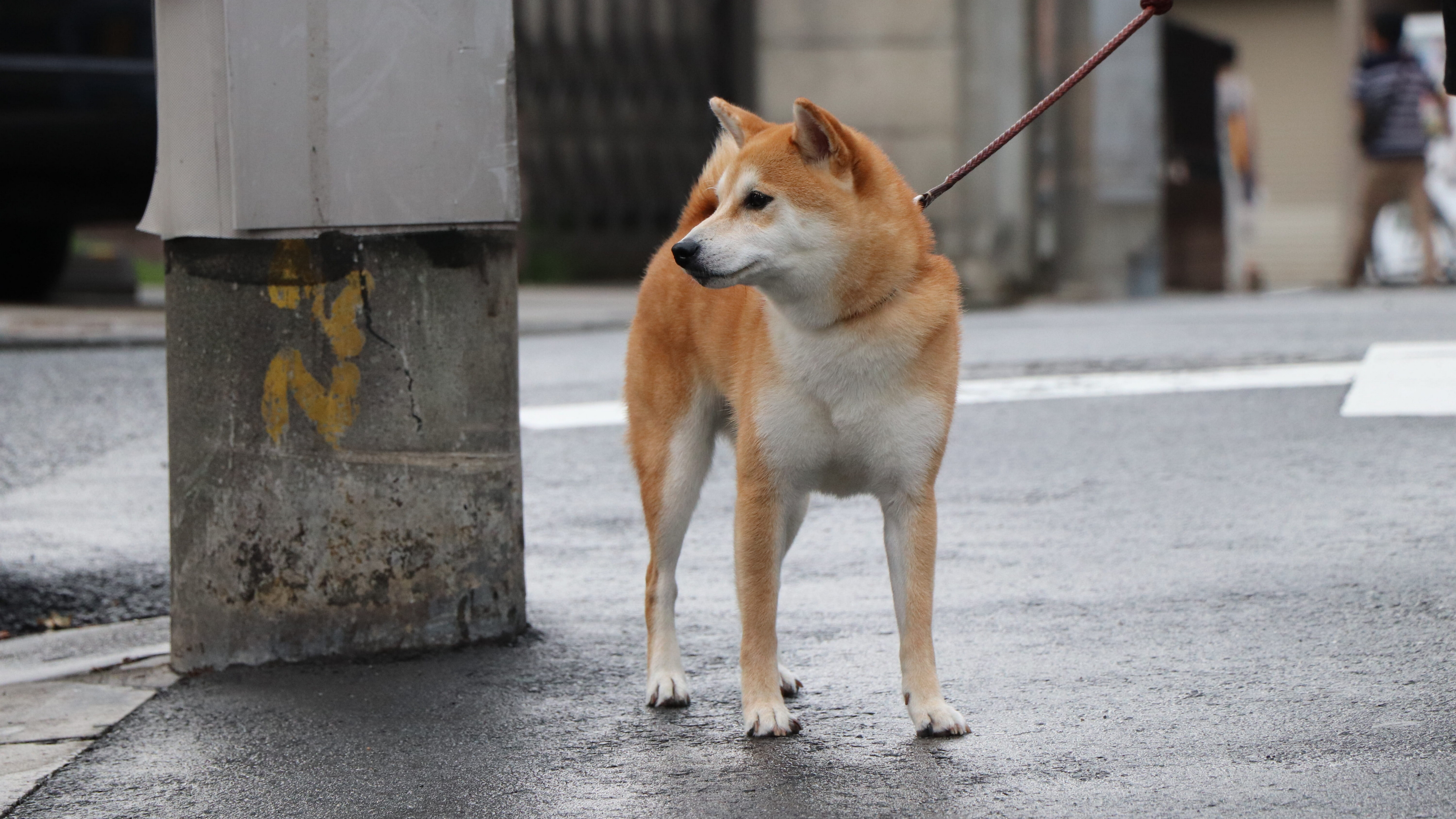 日本秋田犬图片桌面壁纸