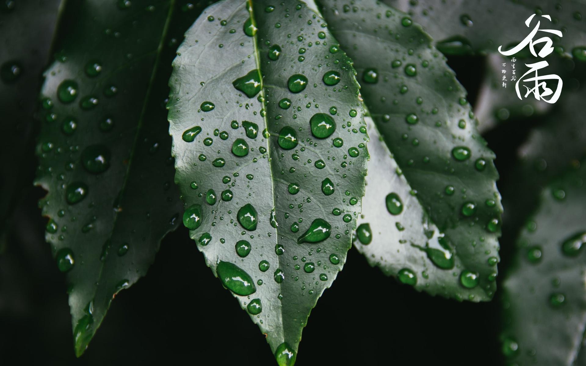 节气谷雨唯美图片桌面壁纸