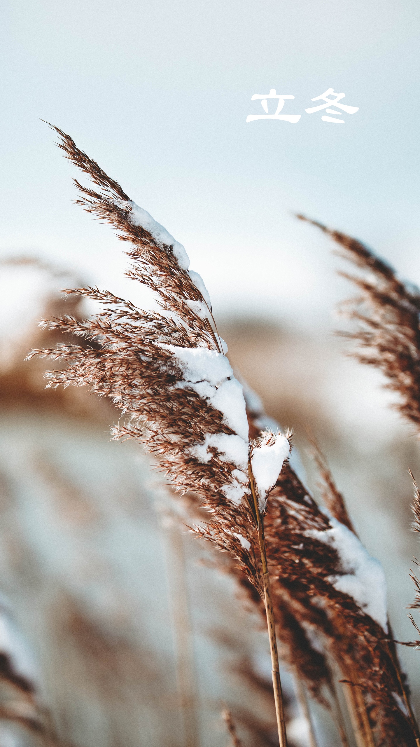 立冬唯美雪景图片高清手机壁纸