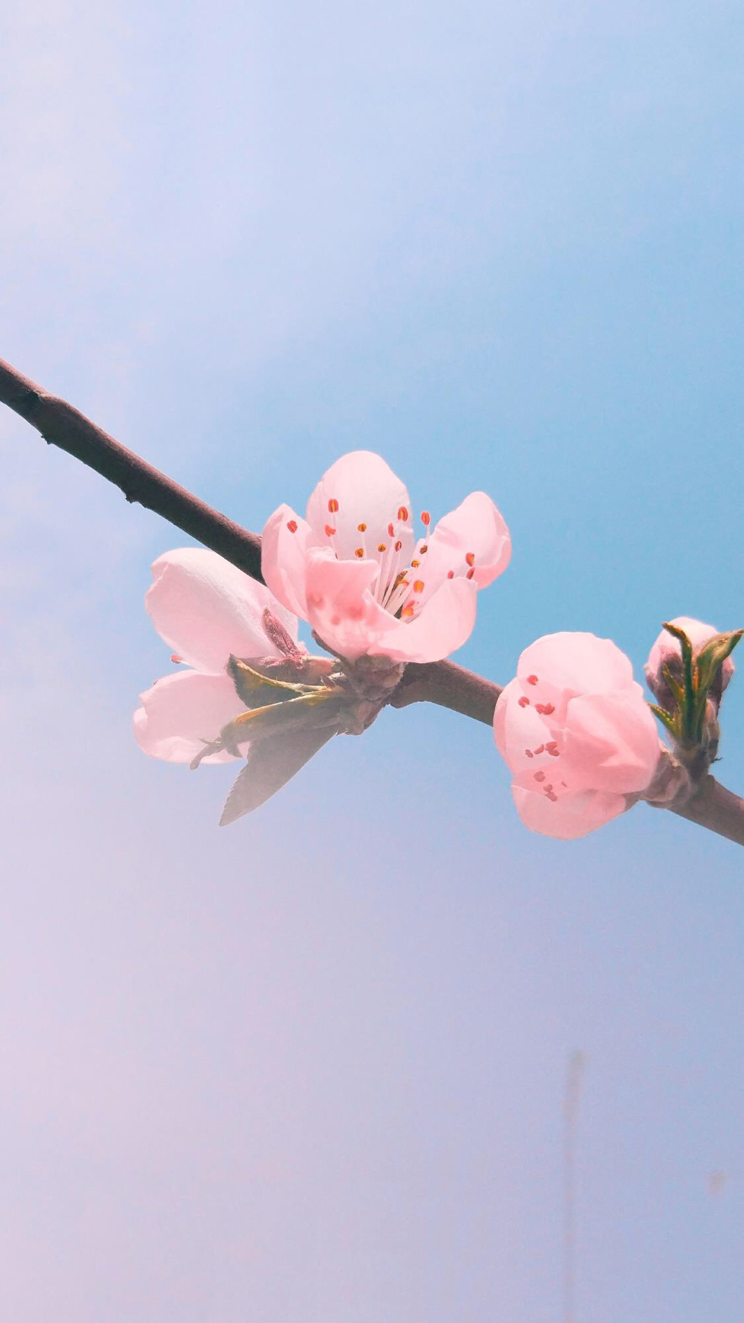 粉色桃花浅蓝天空手机壁纸