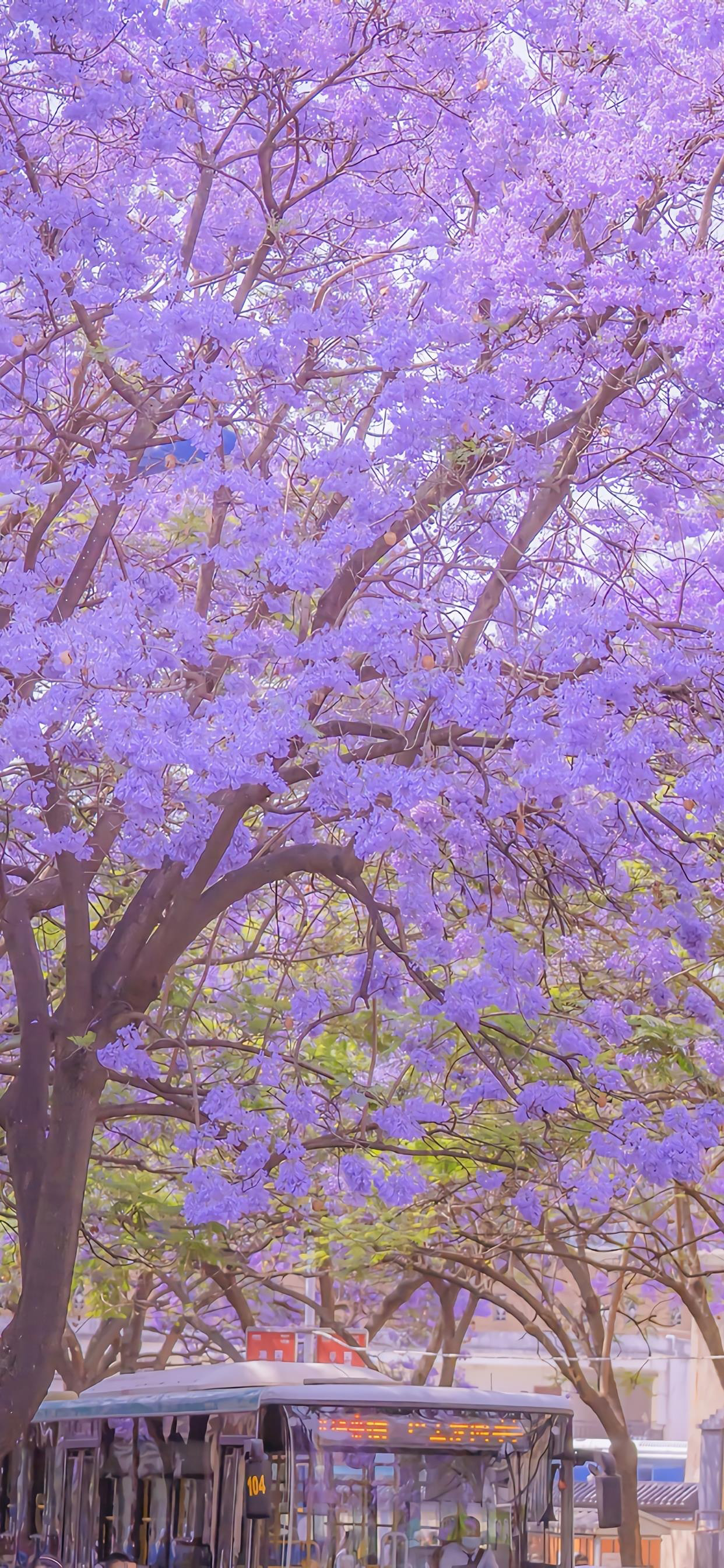 蓝花楹唯美街景手办壁纸