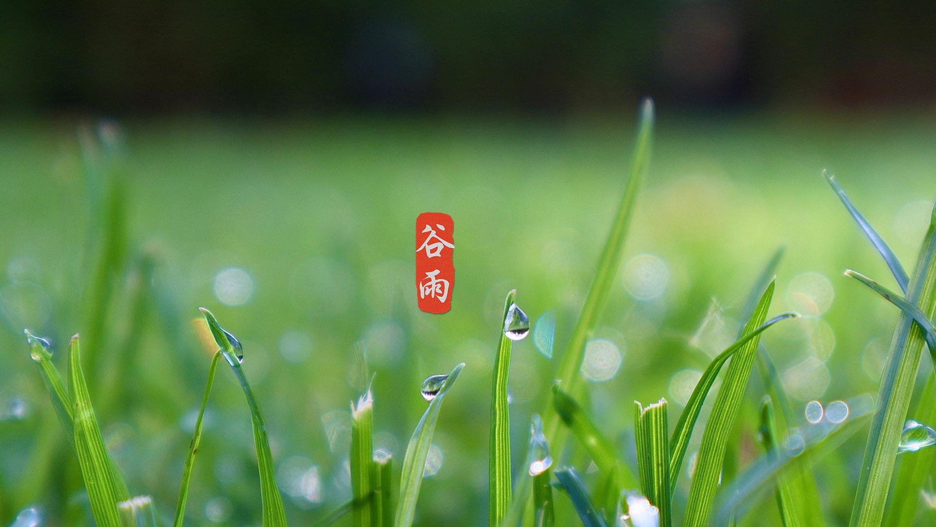 小清新24节气谷雨图片桌面壁纸