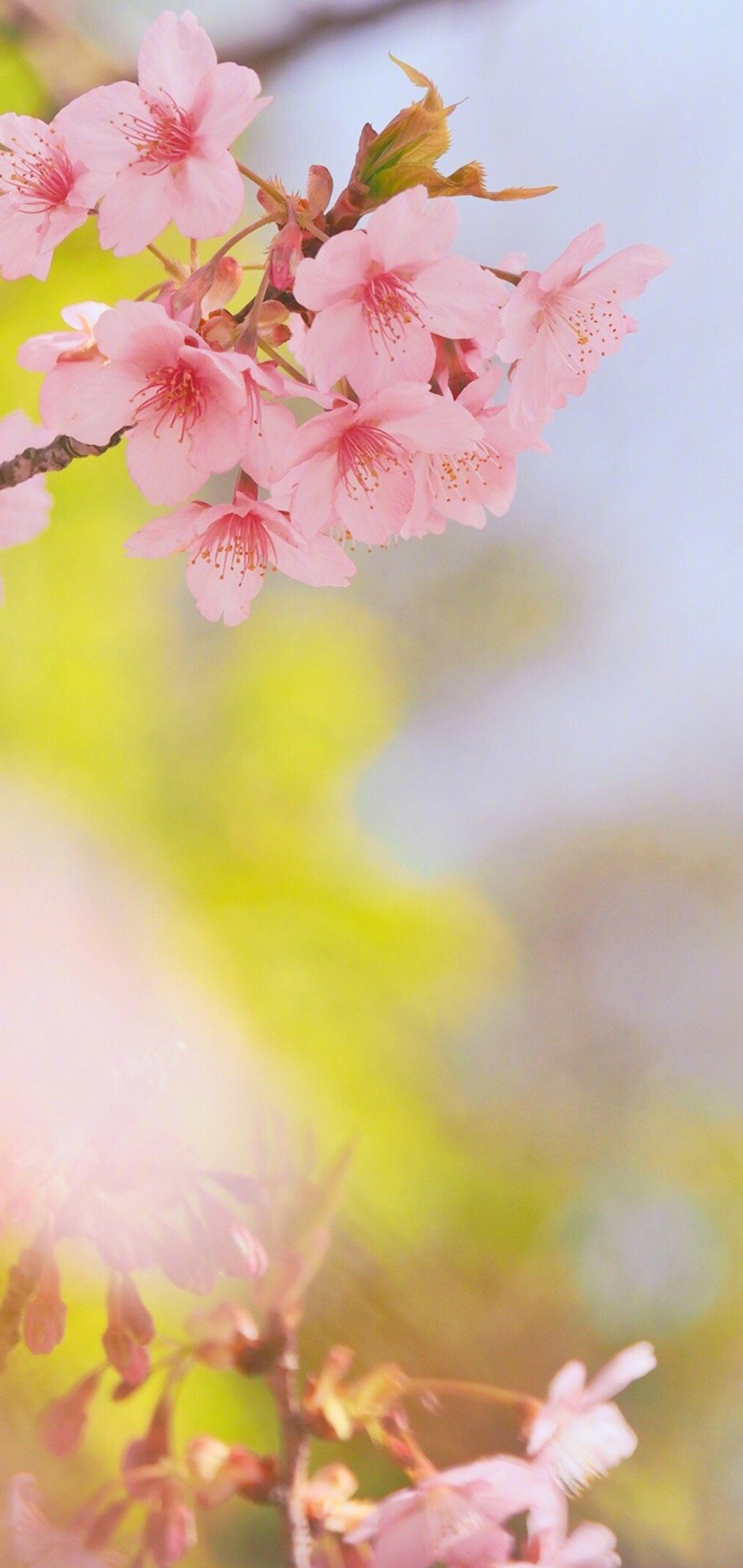 春日粉色樱花手机壁纸