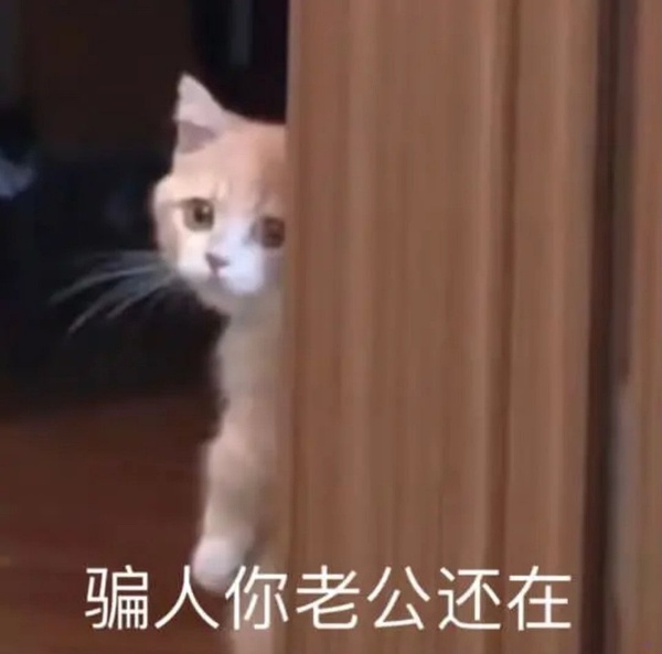 猫咪出轨表情包