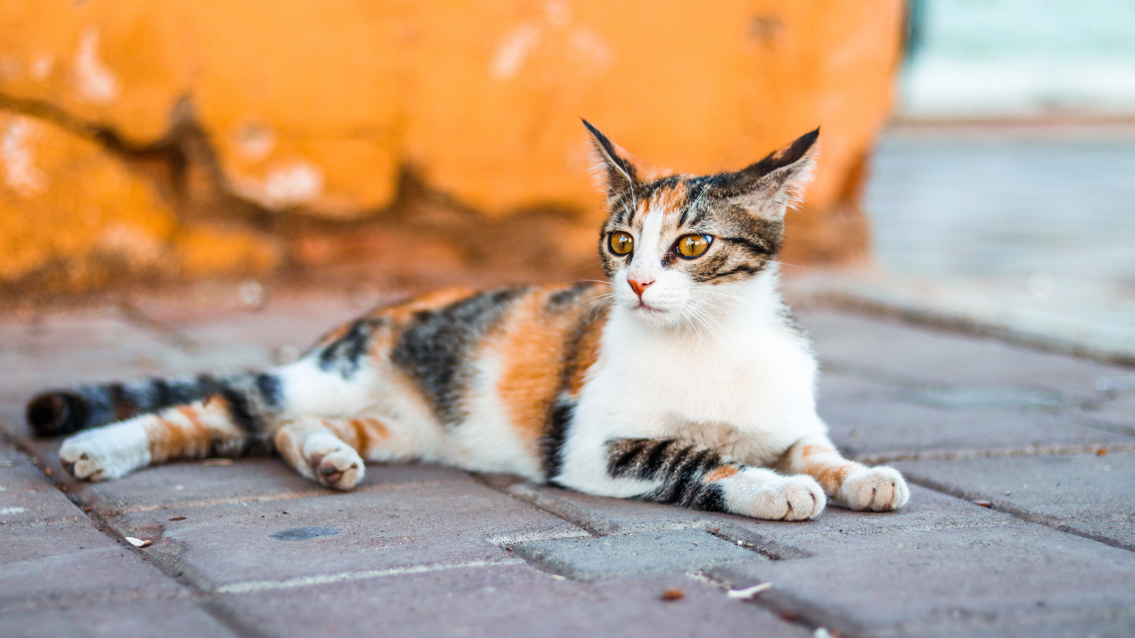 户外小野猫摄影图片桌面壁纸