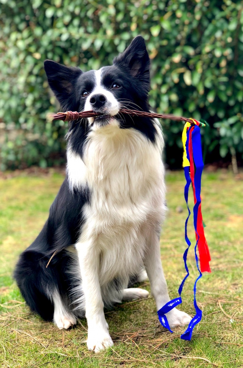 边境牧羊犬图片