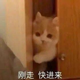 猫咪出轨表情包