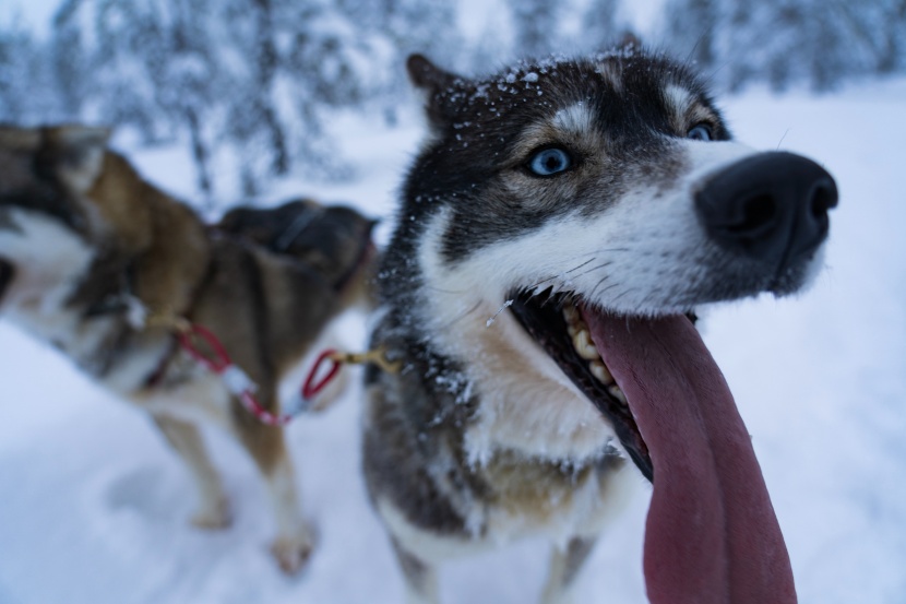 西伯利亚雪橇犬（哈士奇）图片